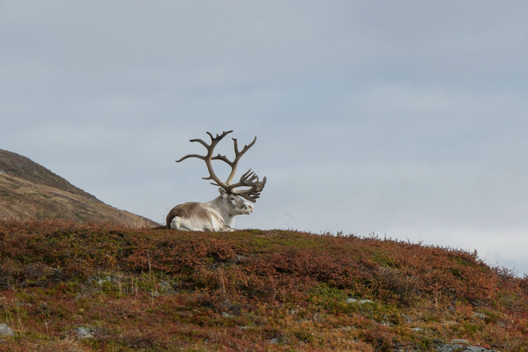 Abisko2018_DSC3631WEB.jpg