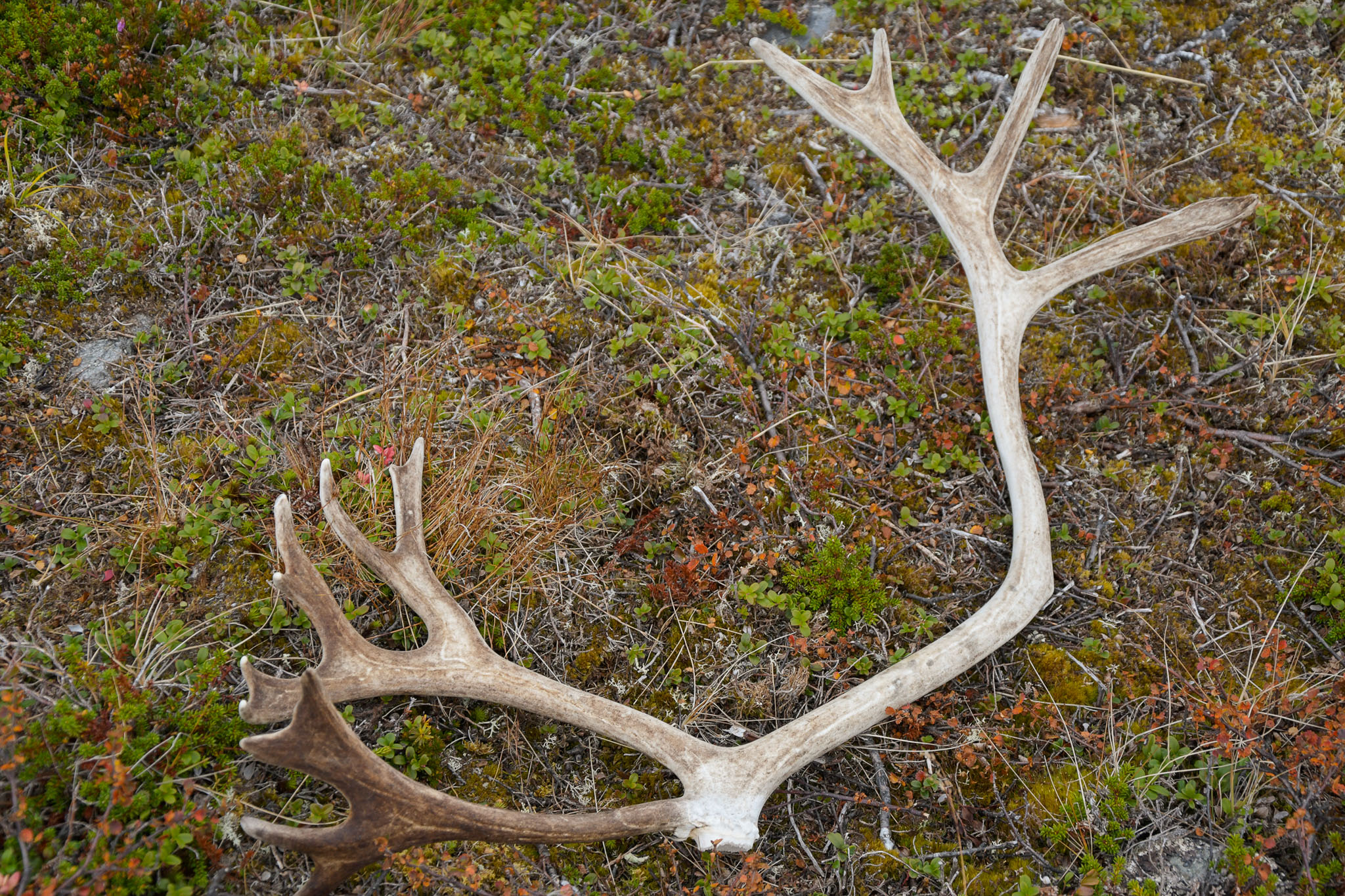 Abisko2018_DSC3644WEB.jpg