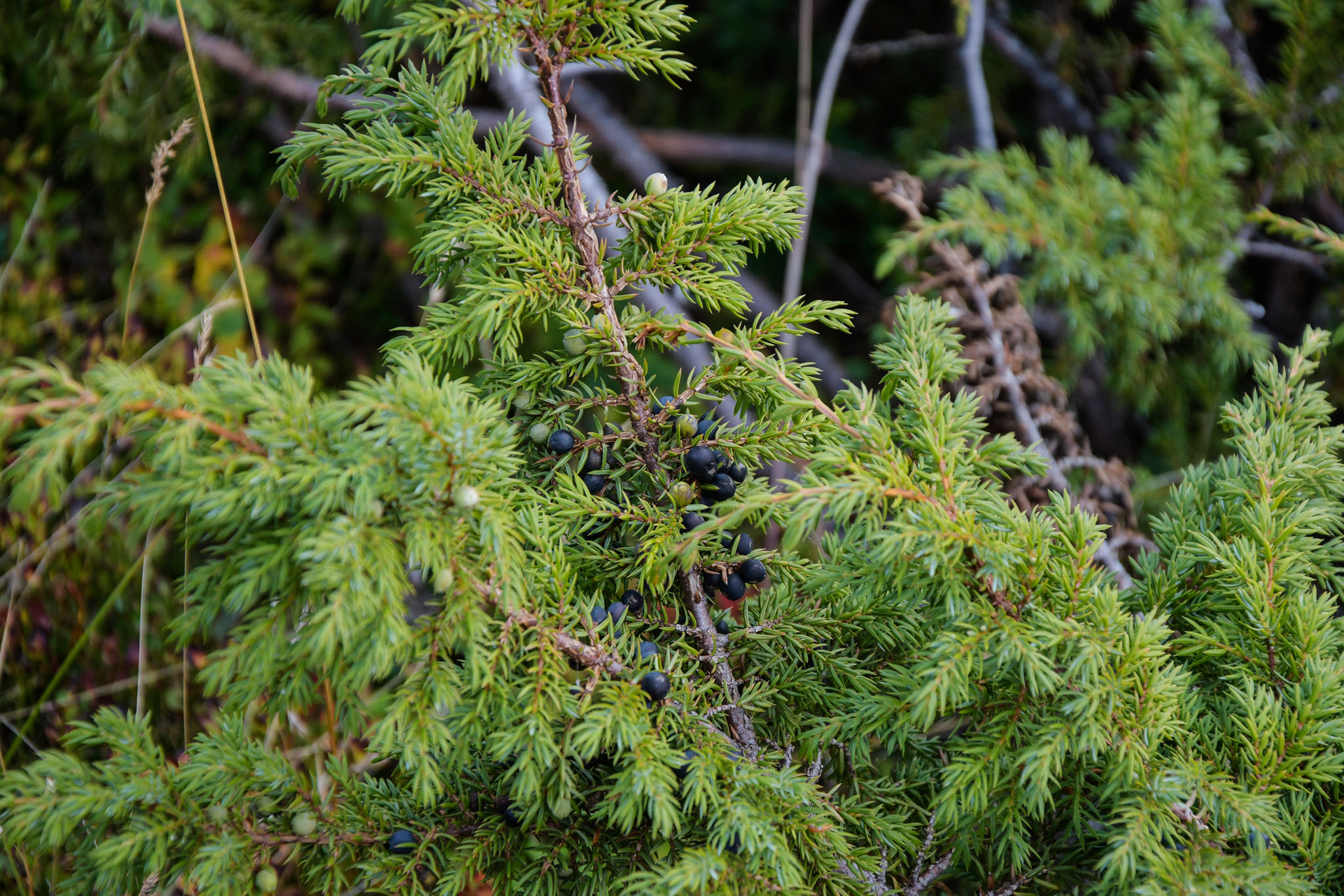 Abisko2018_DSC3649WEB.jpg