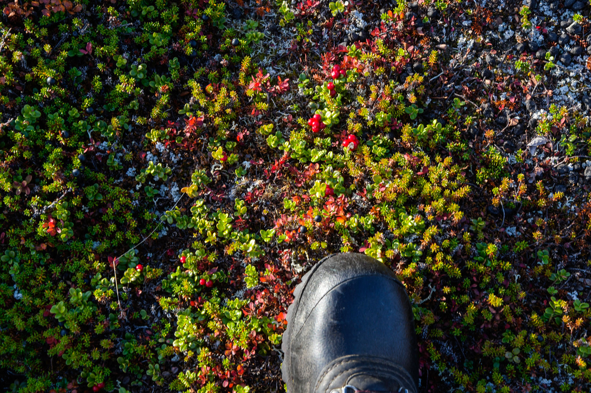 Abisko2018_DSC3693WEB.jpg