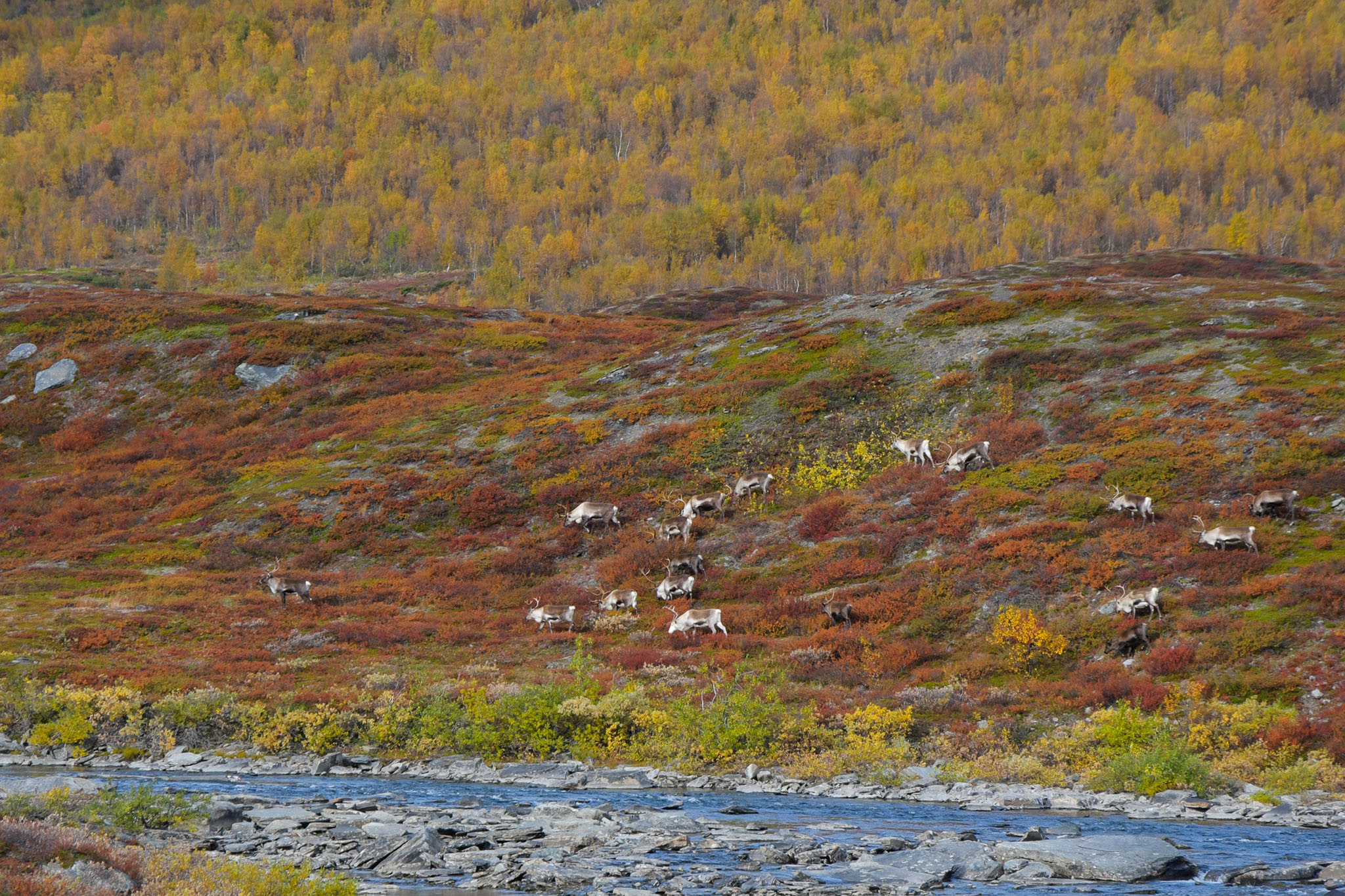 Abisko2018_DSC3784WEB.jpg