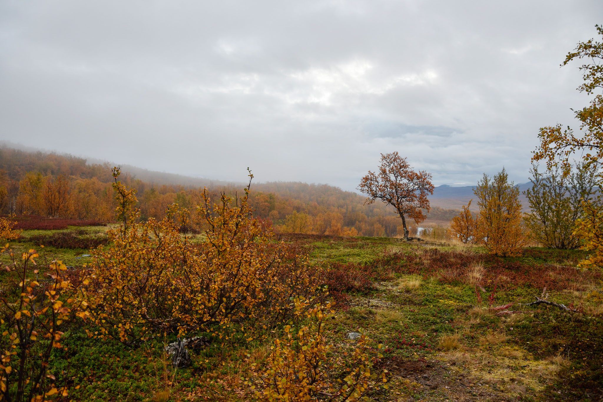 Abisko2018_DSC3807WEB.jpg