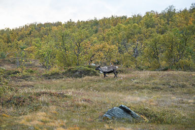 Abisko2018_DSC3066WEB.jpg