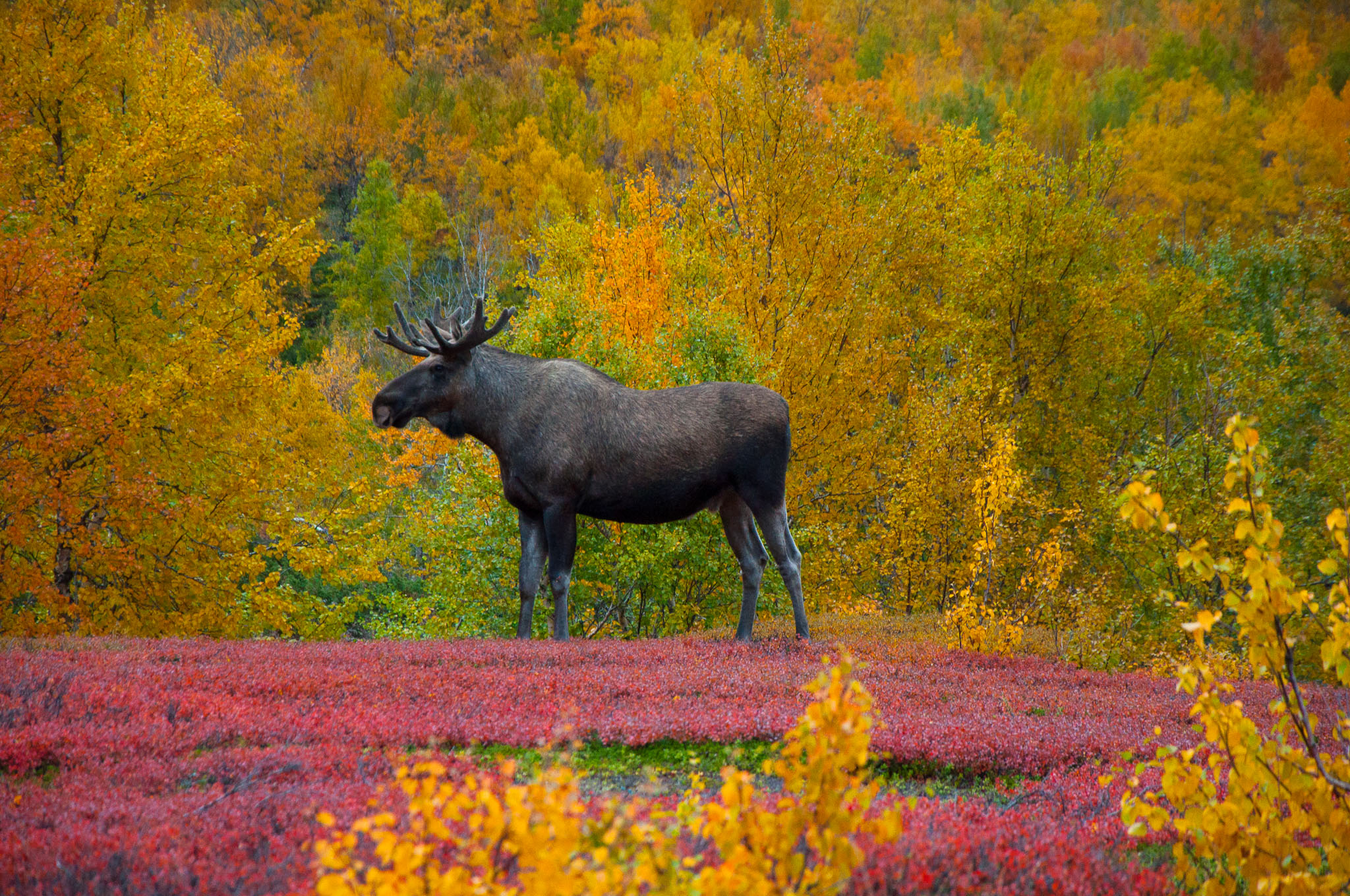 Abisko2017_02_DSC0074.jpg