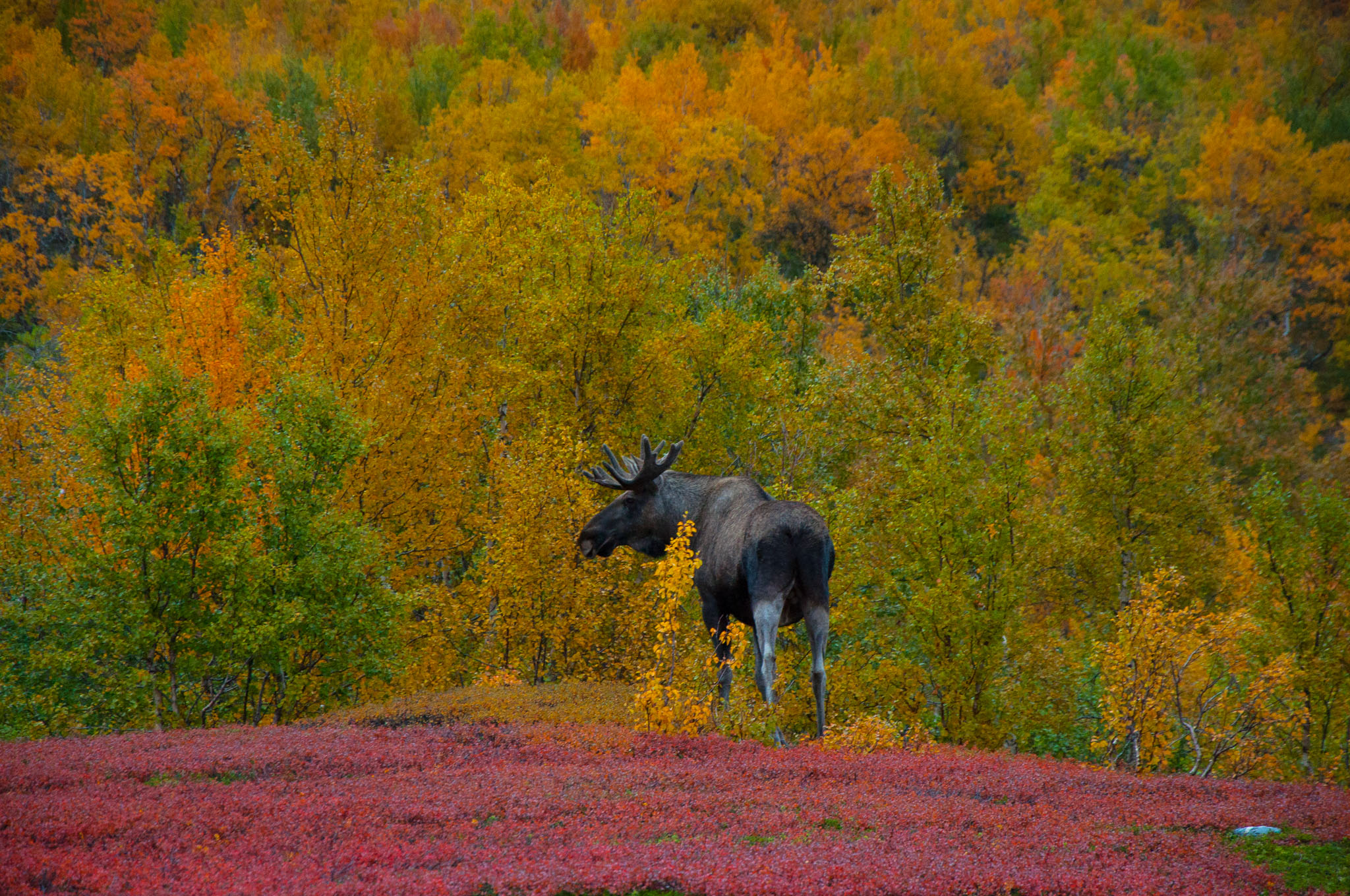 Abisko2017_02_DSC0083.jpg