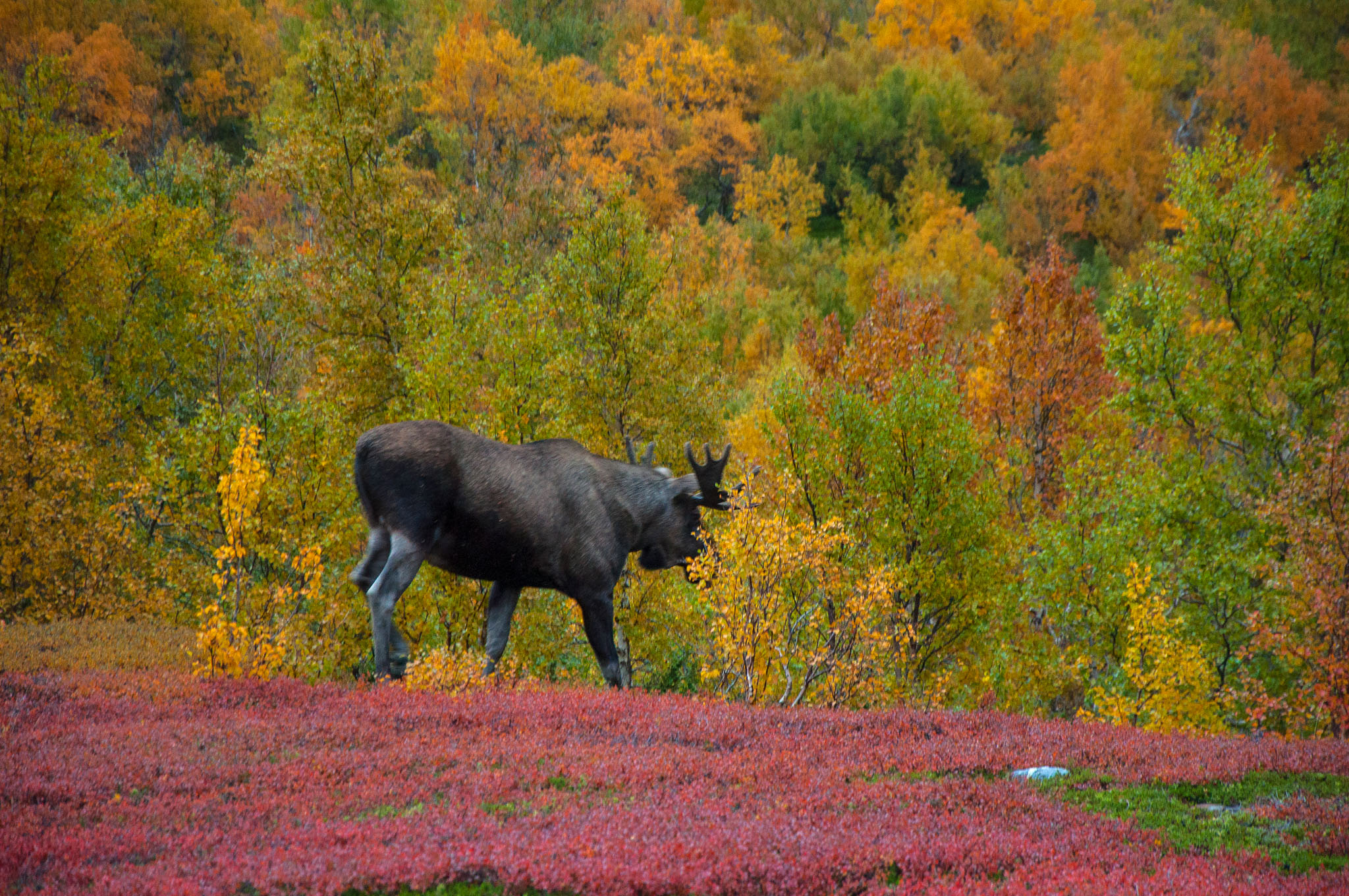 Abisko2017_02_DSC0085.jpg