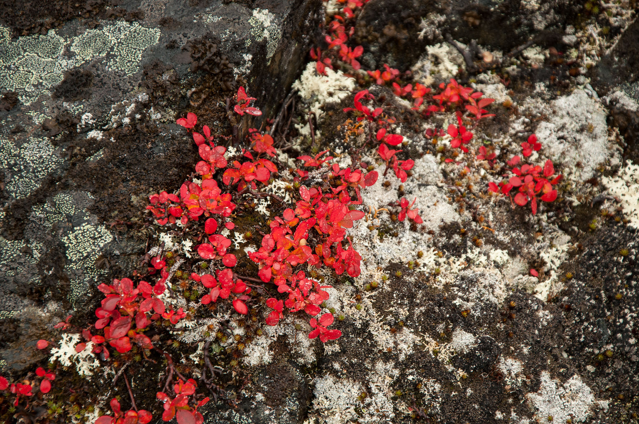 Abisko2017_DSC0064.jpg