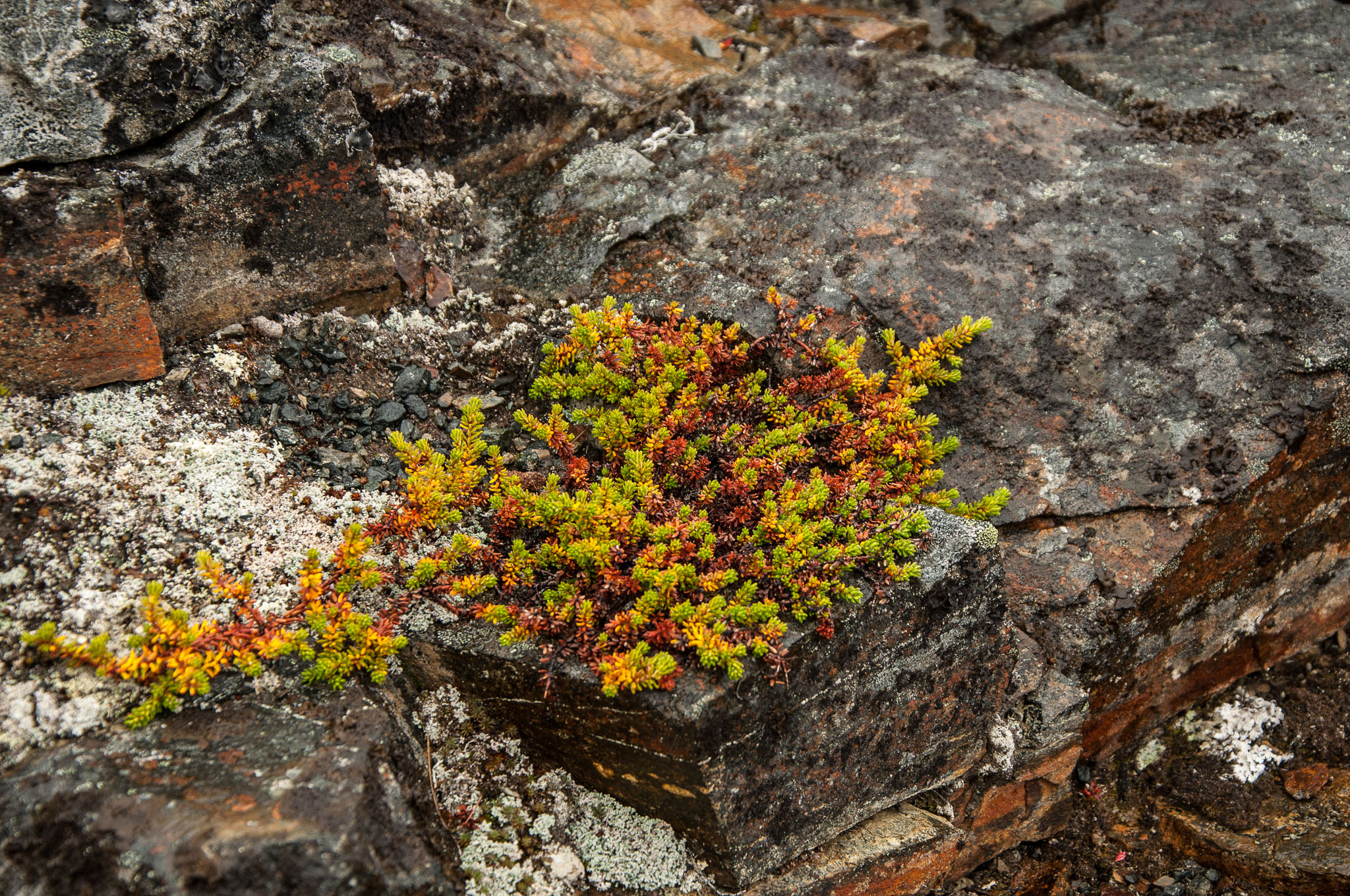 Abisko2017_DSC0065.jpg