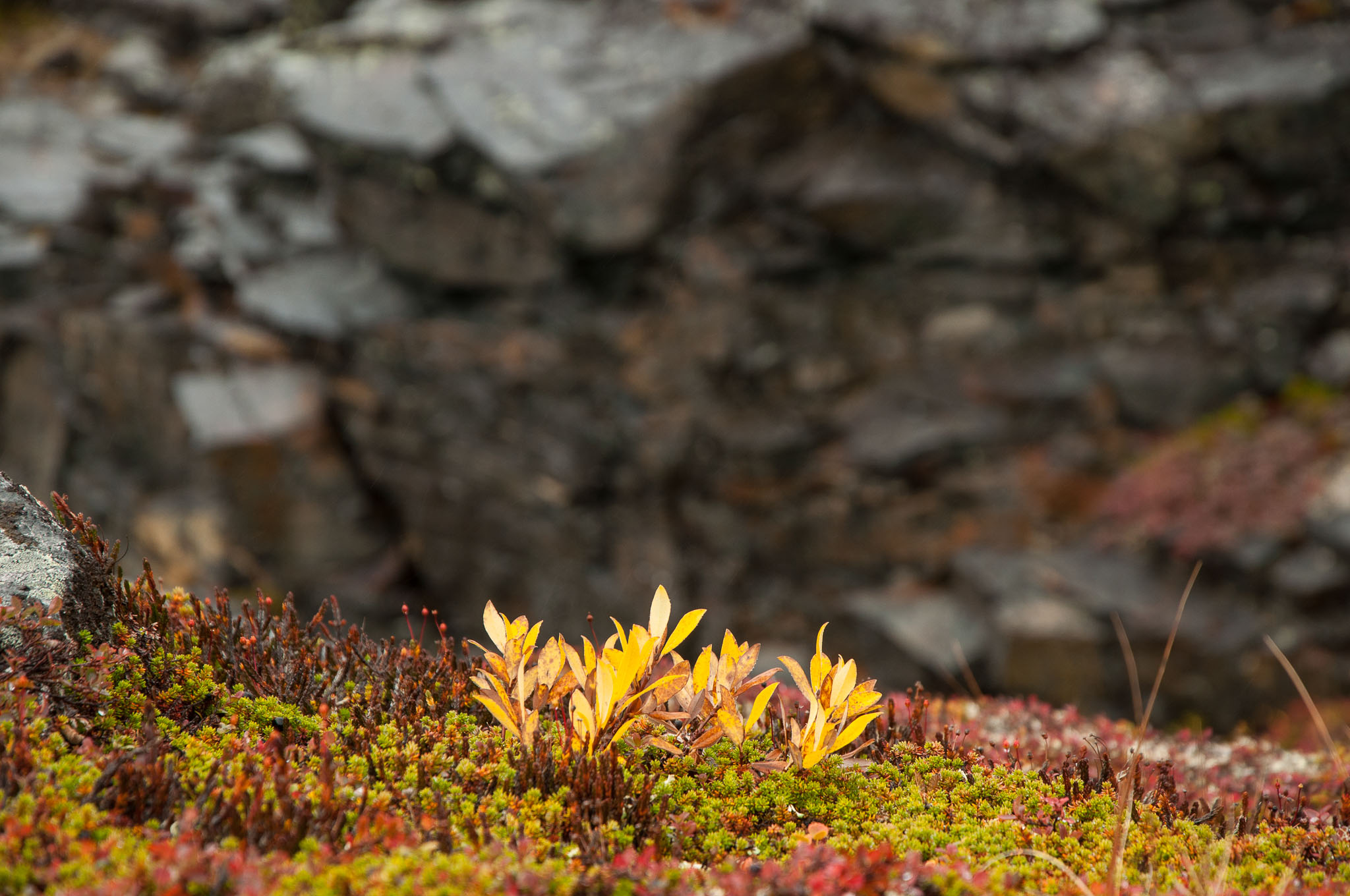 Abisko2017_DSC0067.jpg