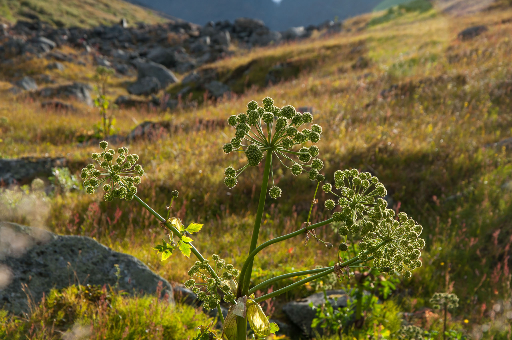 Abisko2017_DSC0146.jpg