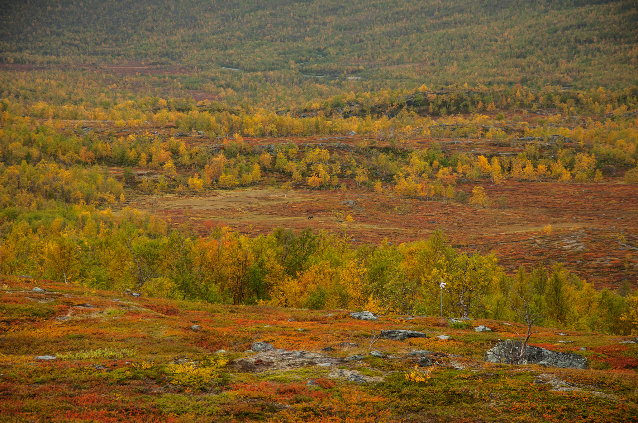 Abisko2017_DSC0170.jpg