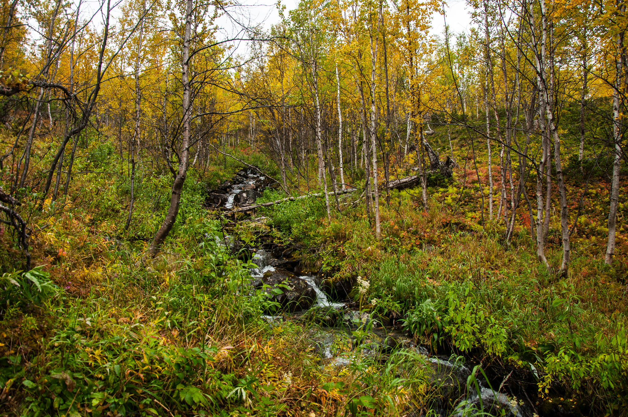 Abisko2017_DSC0226.jpg