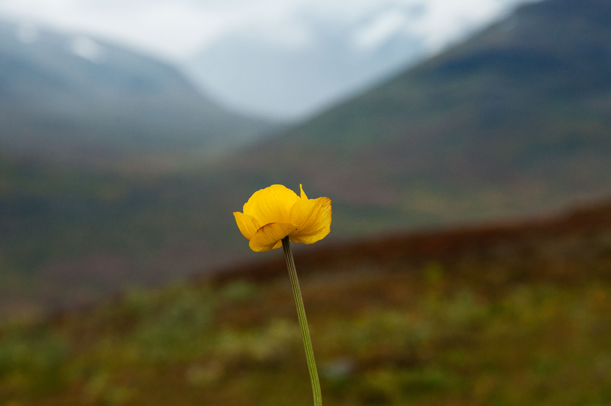 Abisko2017_DSC0270.jpg