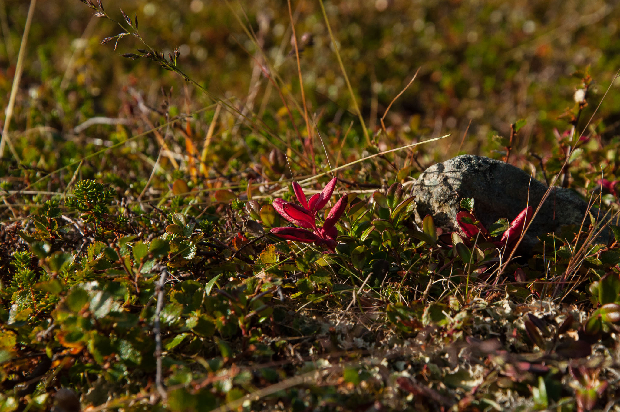 Abisko2017_DSC0344.jpg