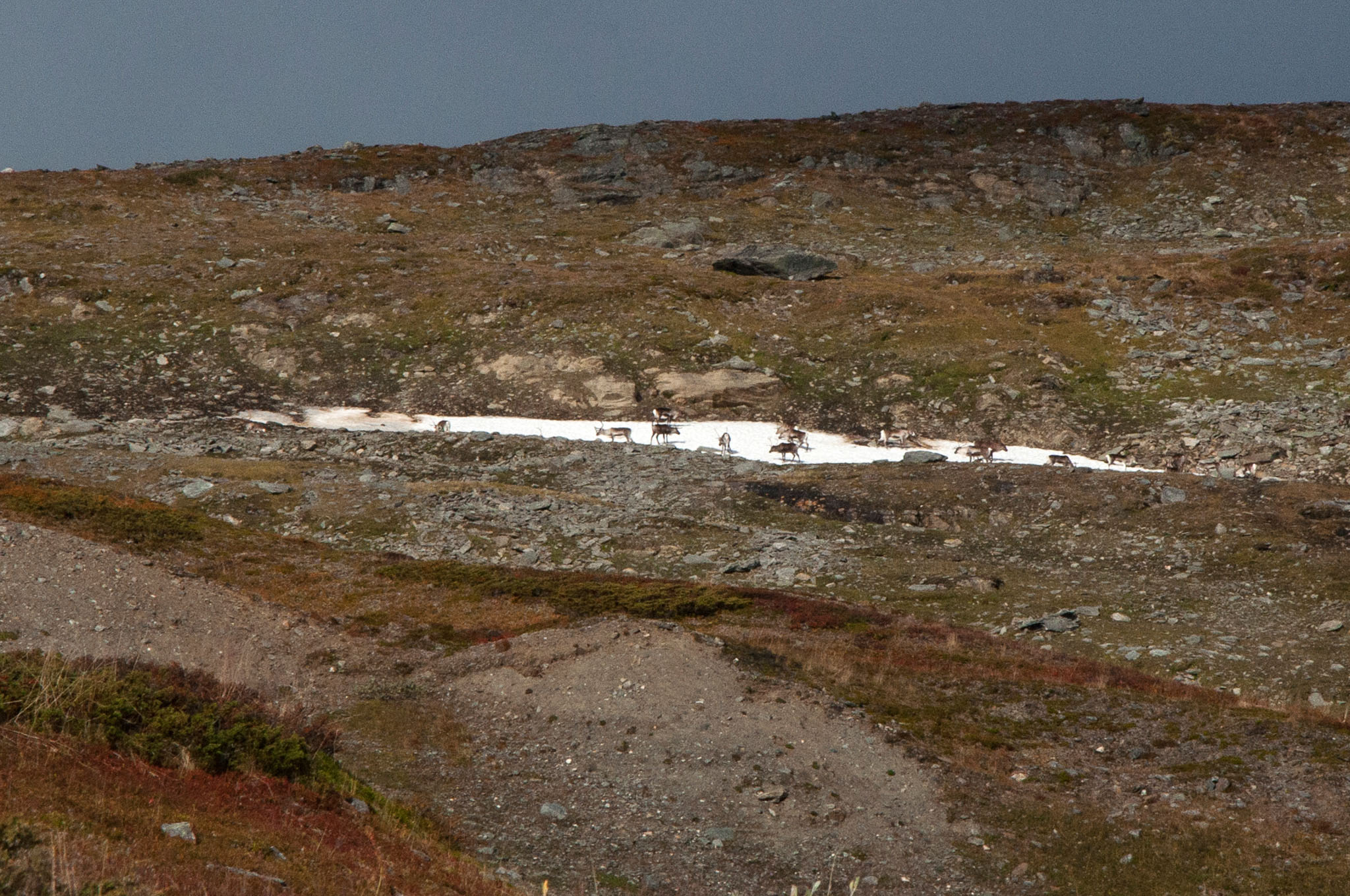 Abisko2017_DSC0363_B.jpg