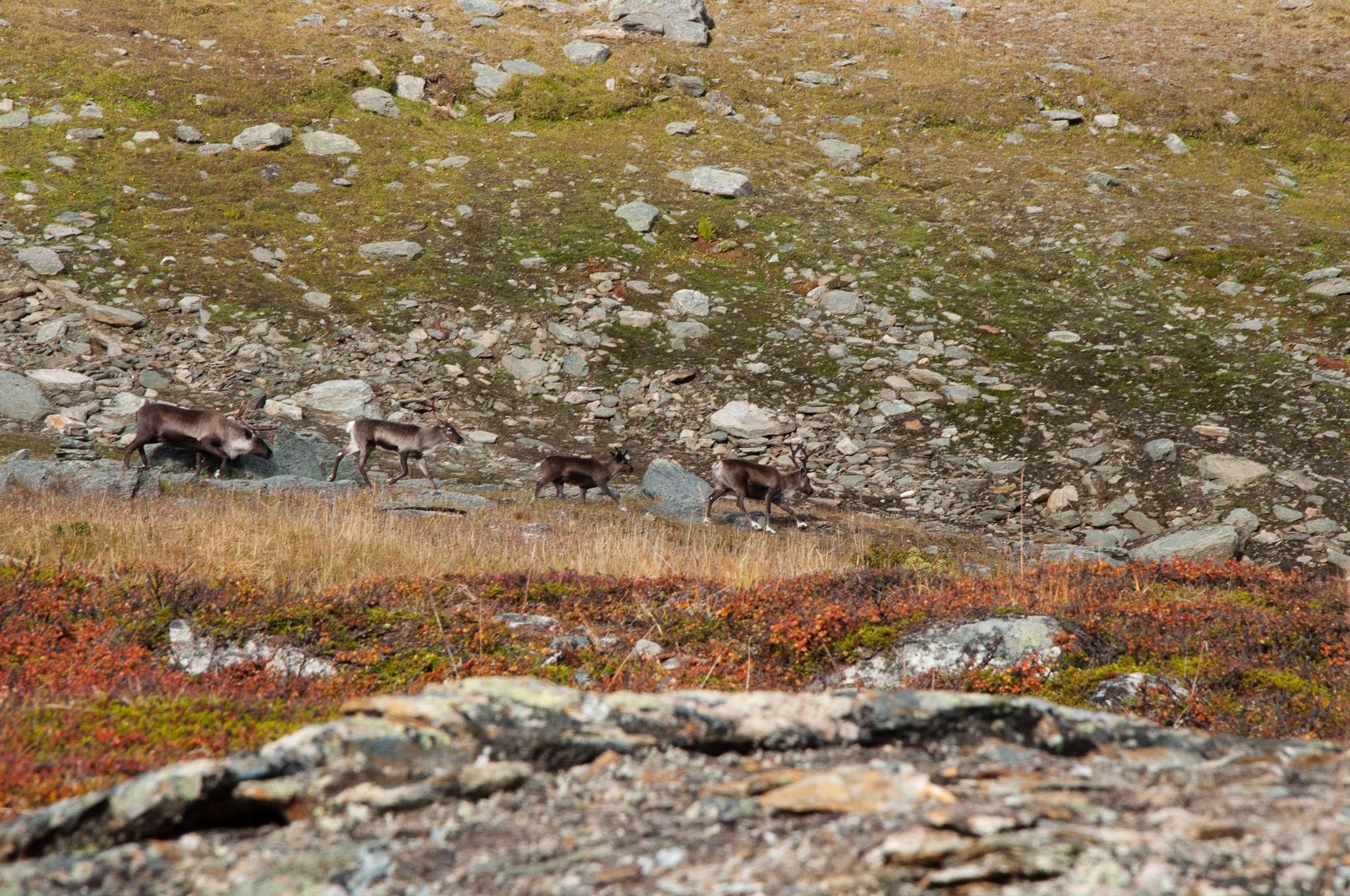 Abisko2017_DSC0370.jpg