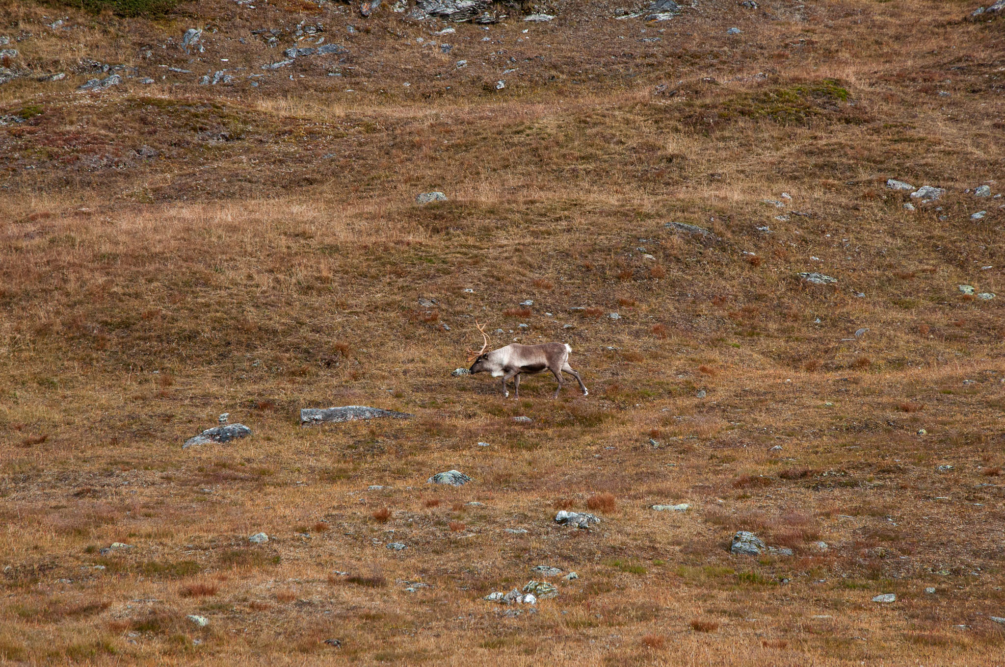 Abisko2017_DSC0390.jpg