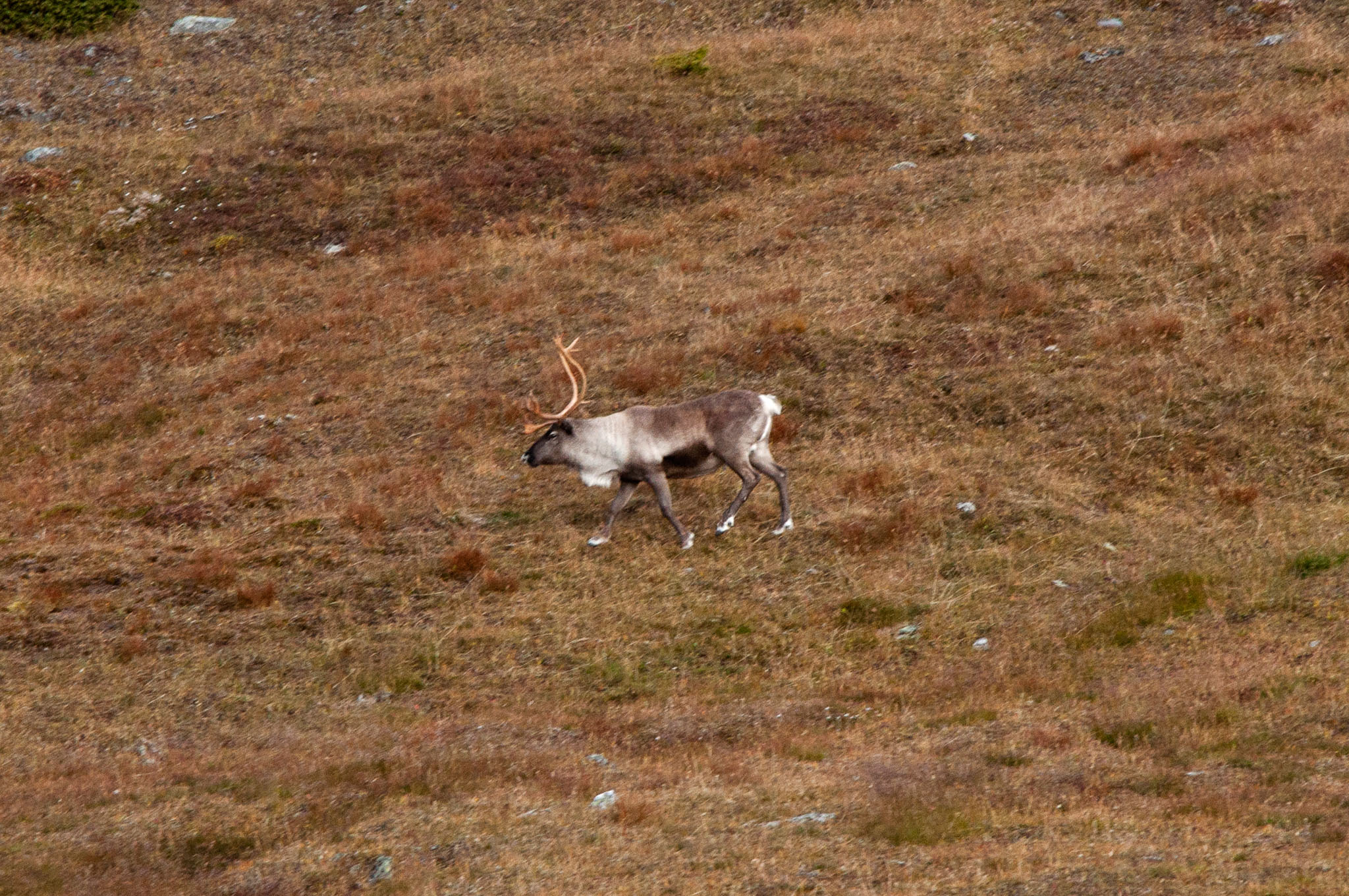 Abisko2017_DSC0393.jpg