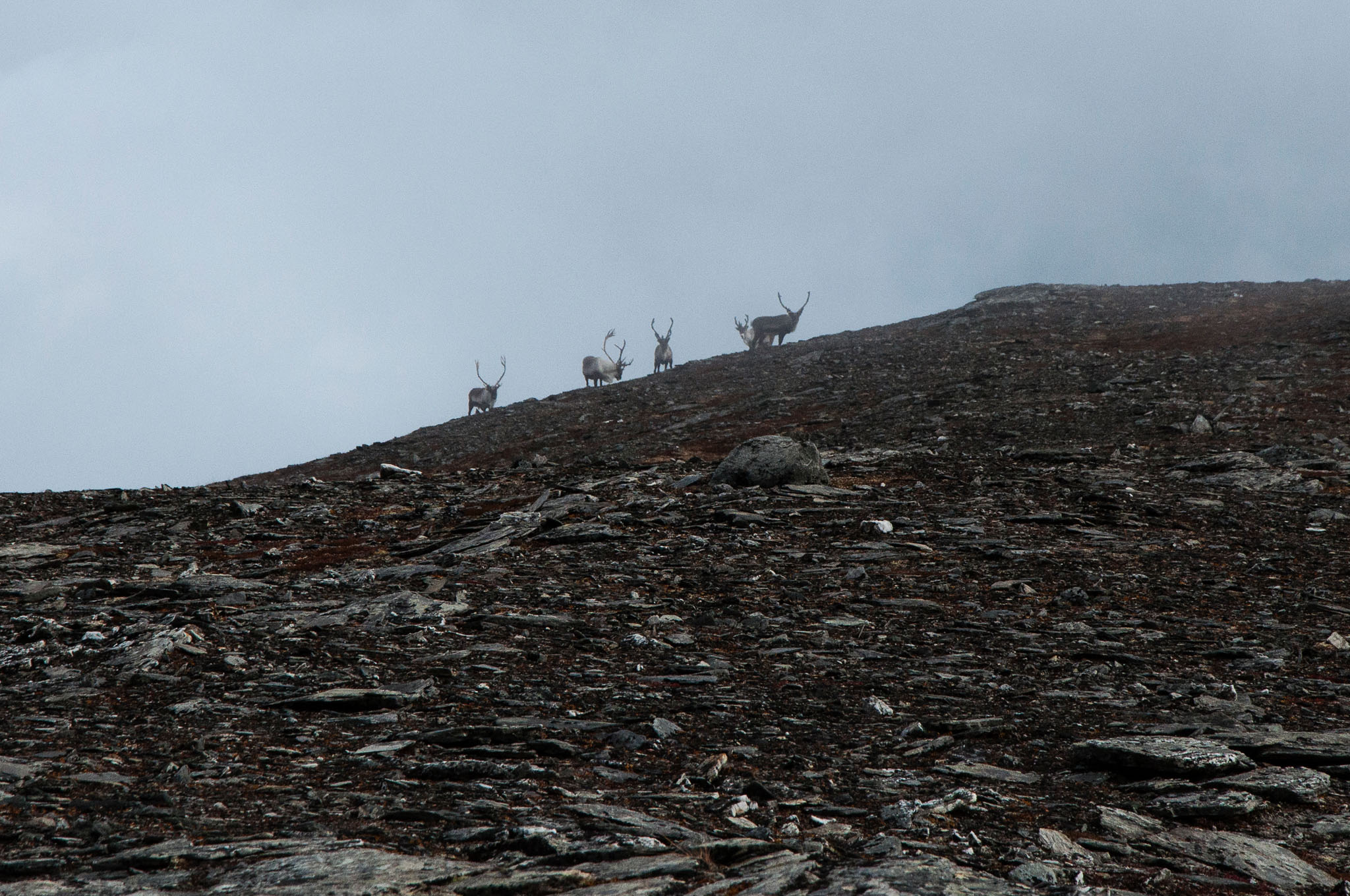 Abisko2017_DSC0410.jpg