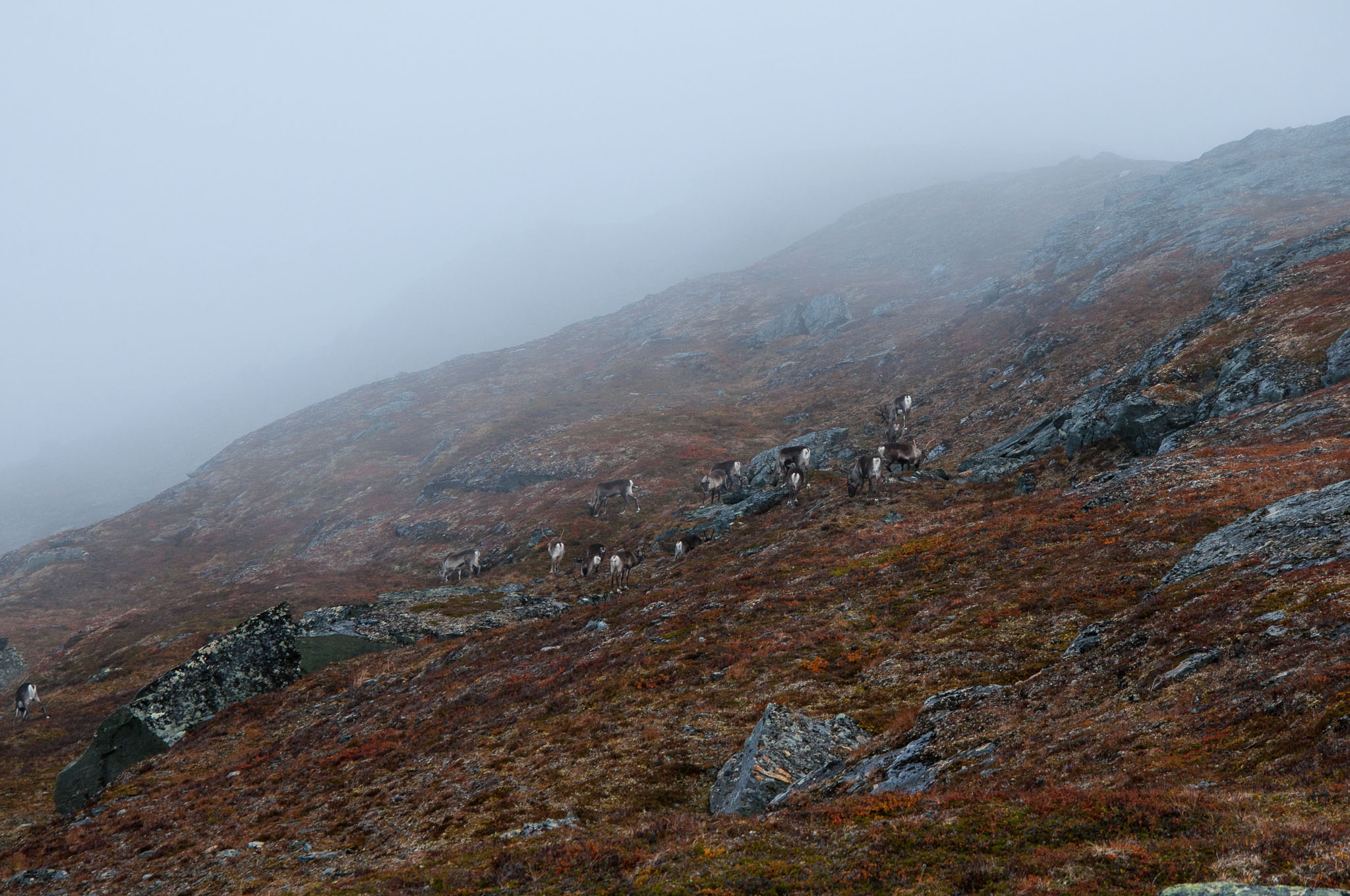 Abisko2017_DSC0466.jpg