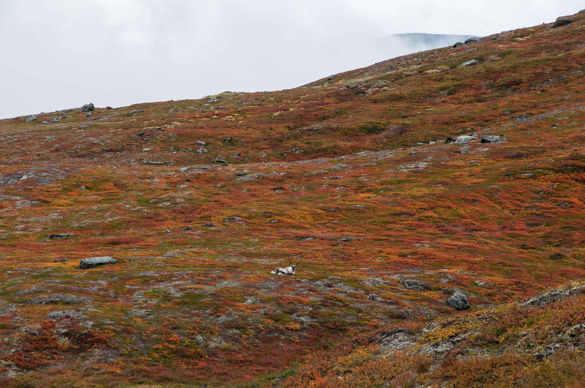 Abisko2017_DSC0470.jpg