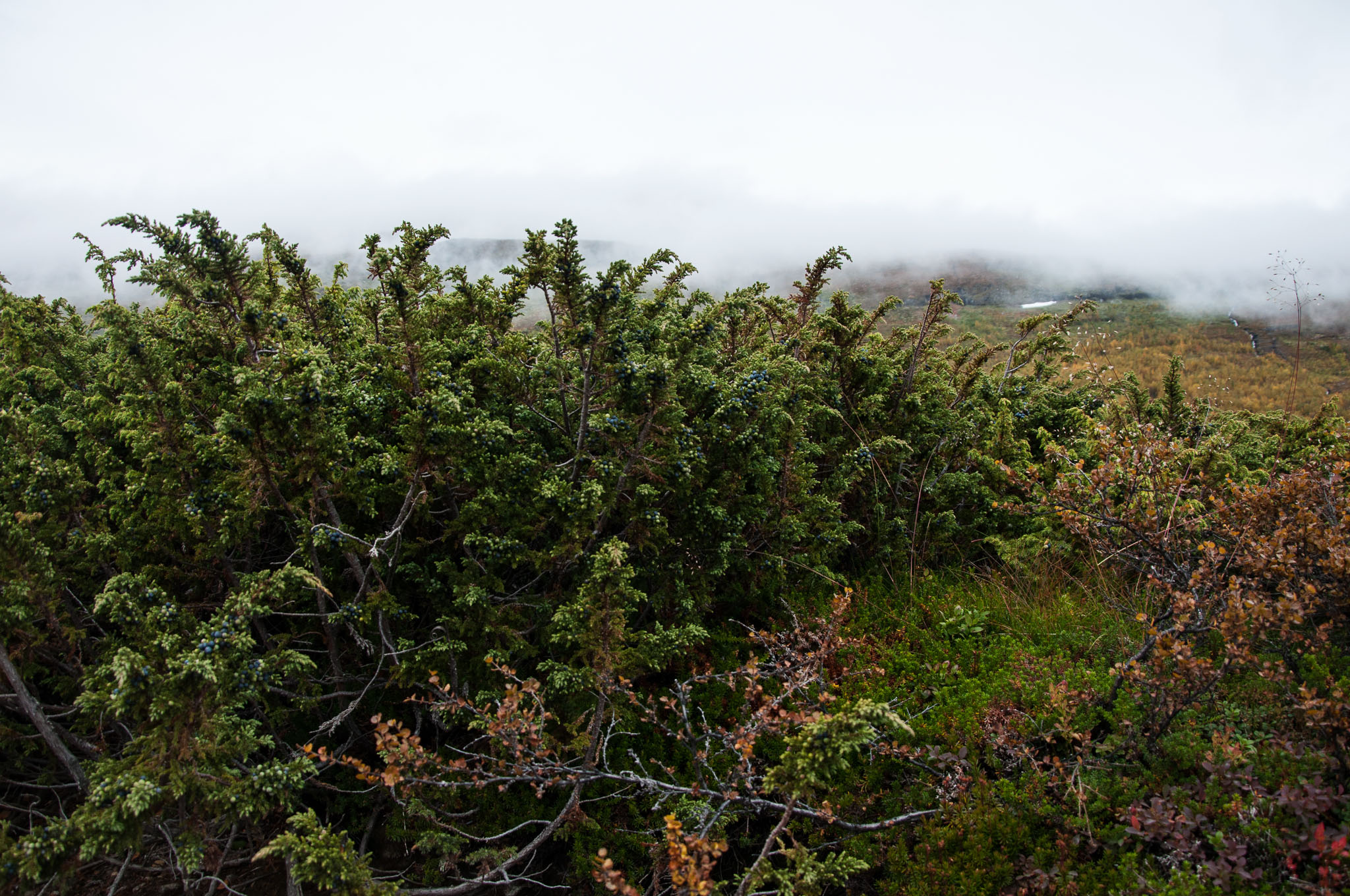 Abisko2017_DSC0474.jpg