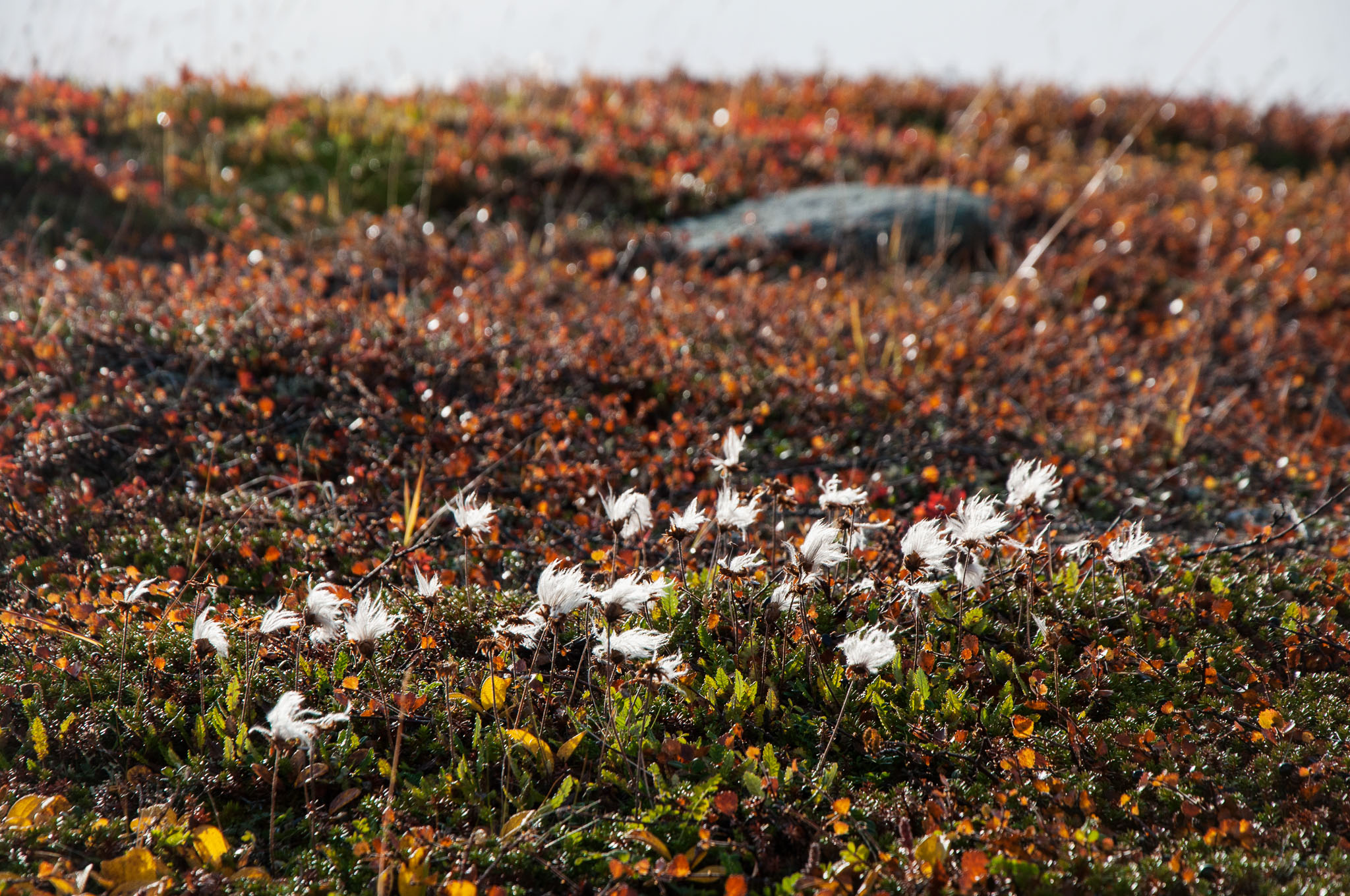 Abisko2017_DSC0504.jpg