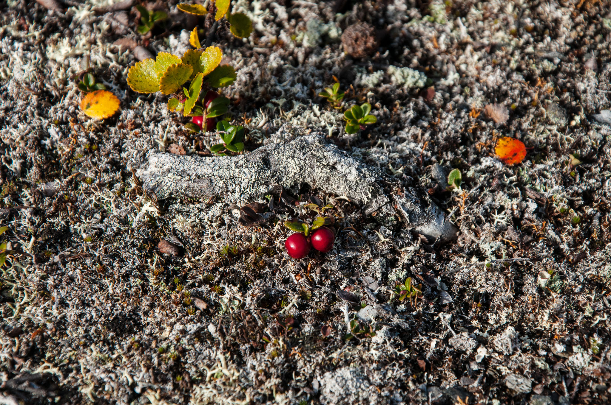 Abisko2017_DSC0511.jpg