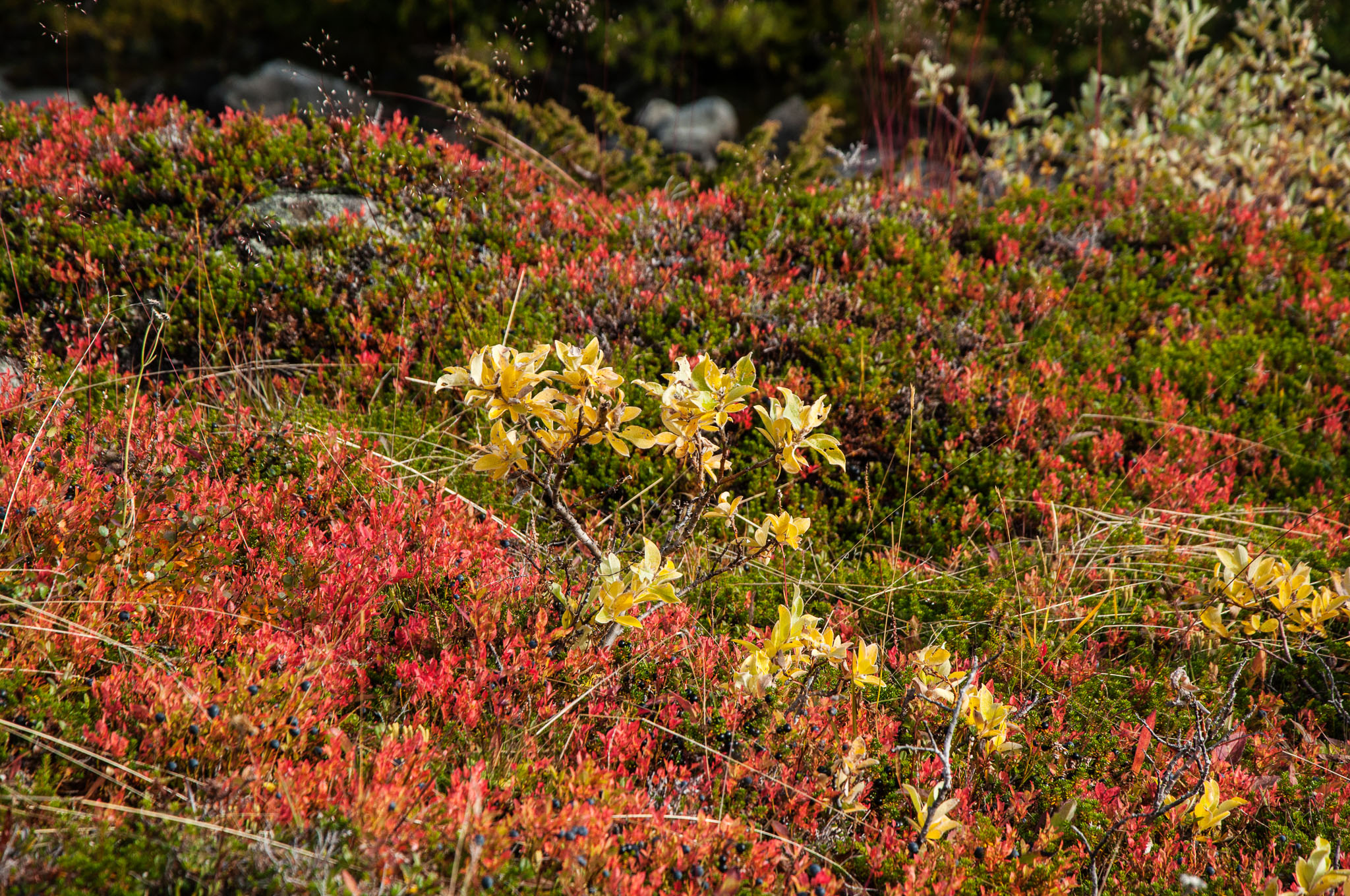 Abisko2017_DSC0513.jpg