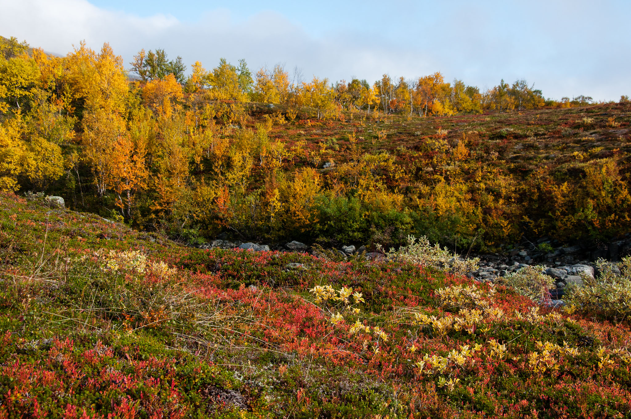 Abisko2017_DSC0515.jpg