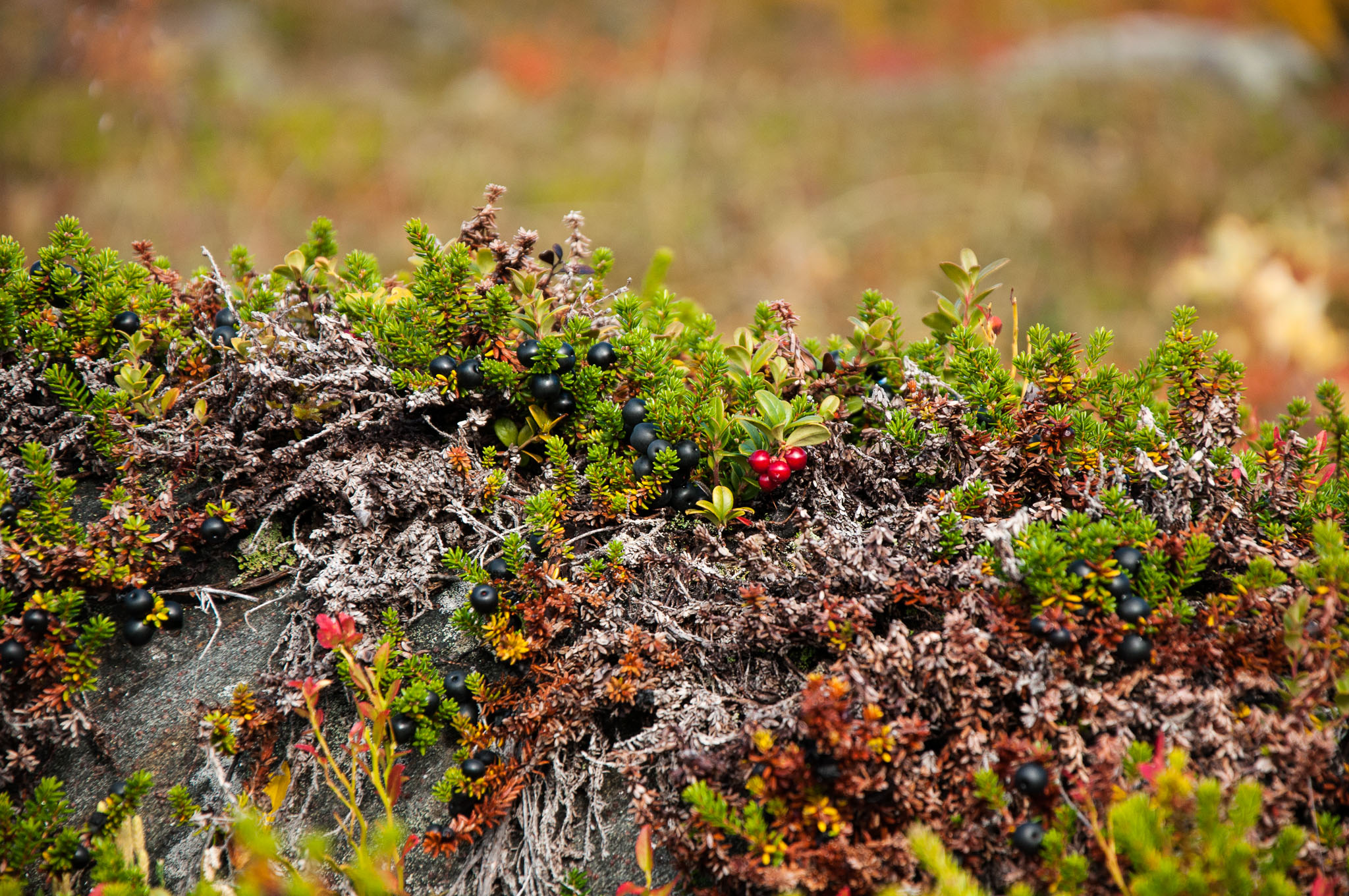 Abisko2017_DSC0522.jpg