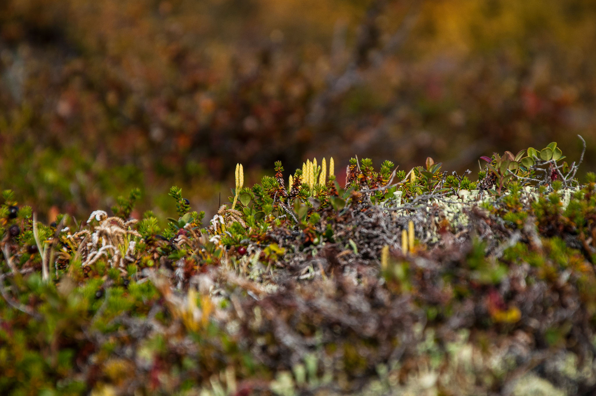 Abisko2017_DSC0534.jpg