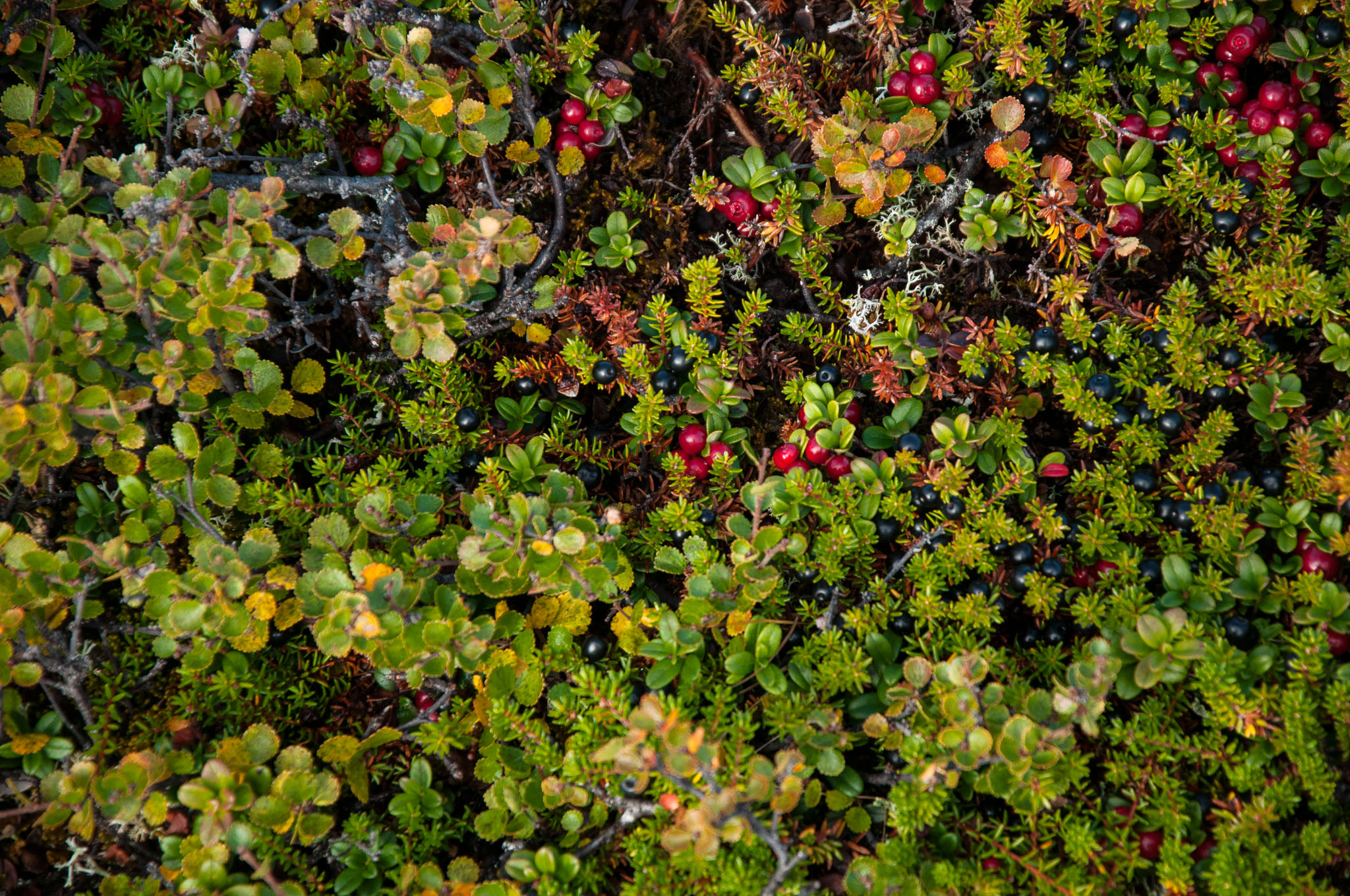 Abisko2017_DSC0538.jpg