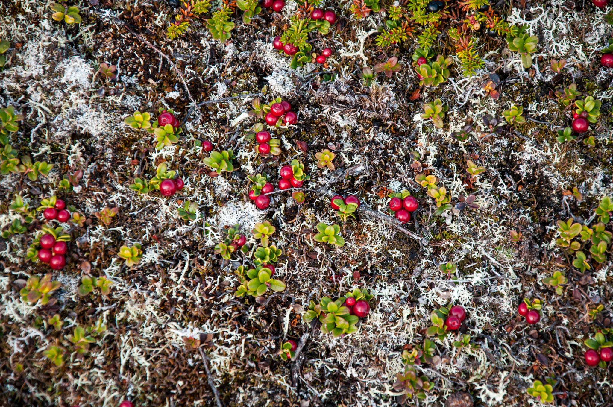 Abisko2017_DSC0539.jpg