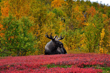 Abisko 9-15 sep. 2017