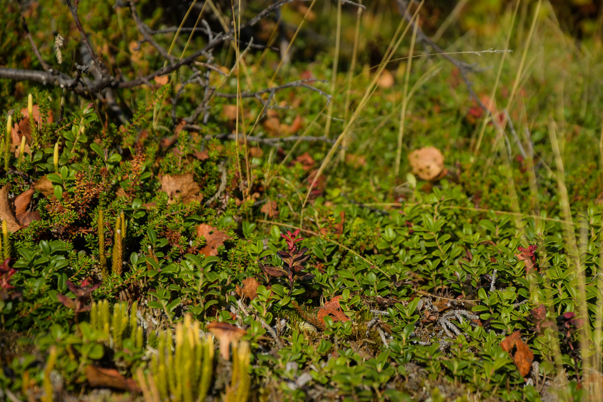 00045_Lapland-sep-2023.jpg