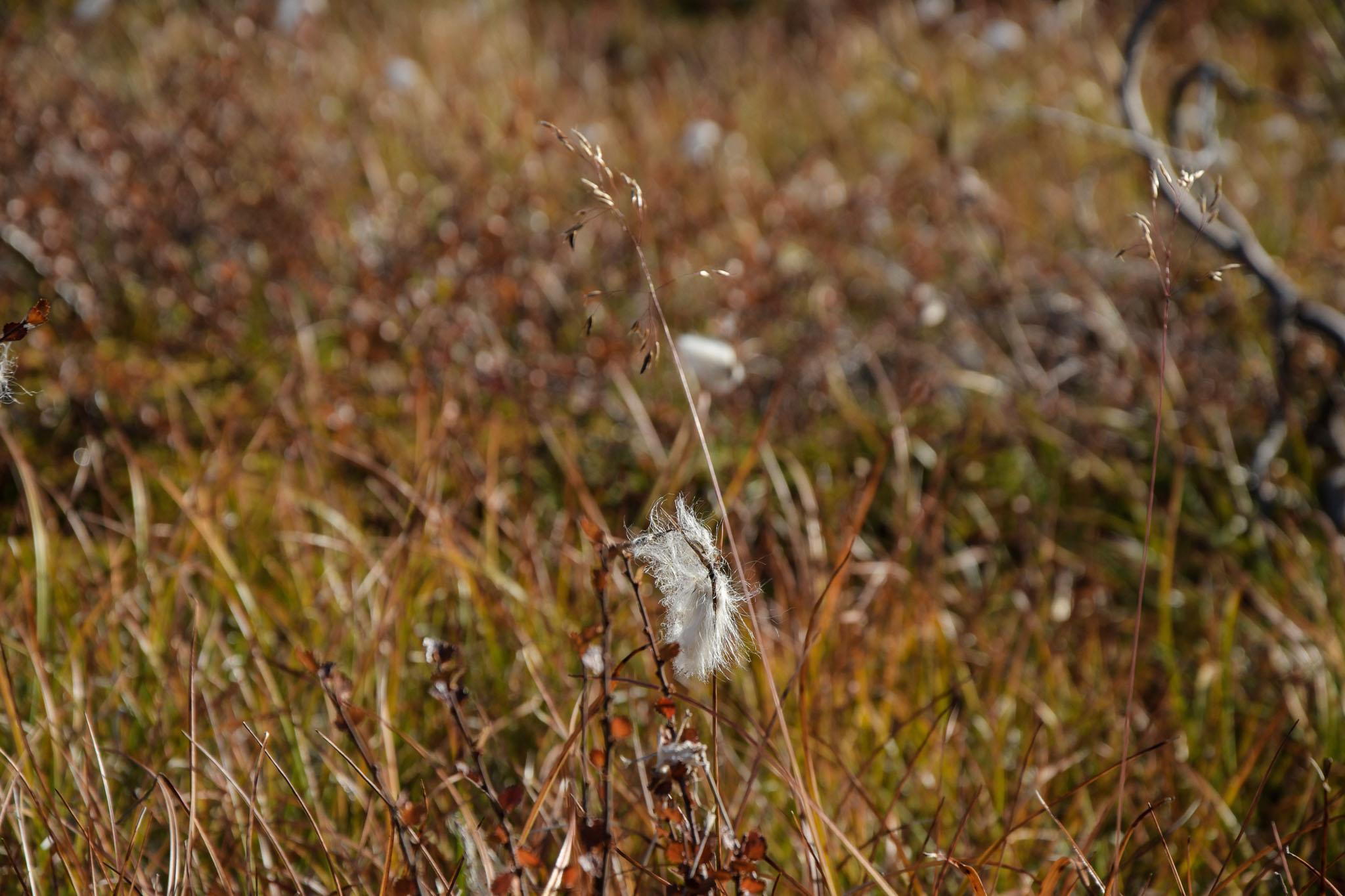 00067_Lapland-sep-2023.jpg