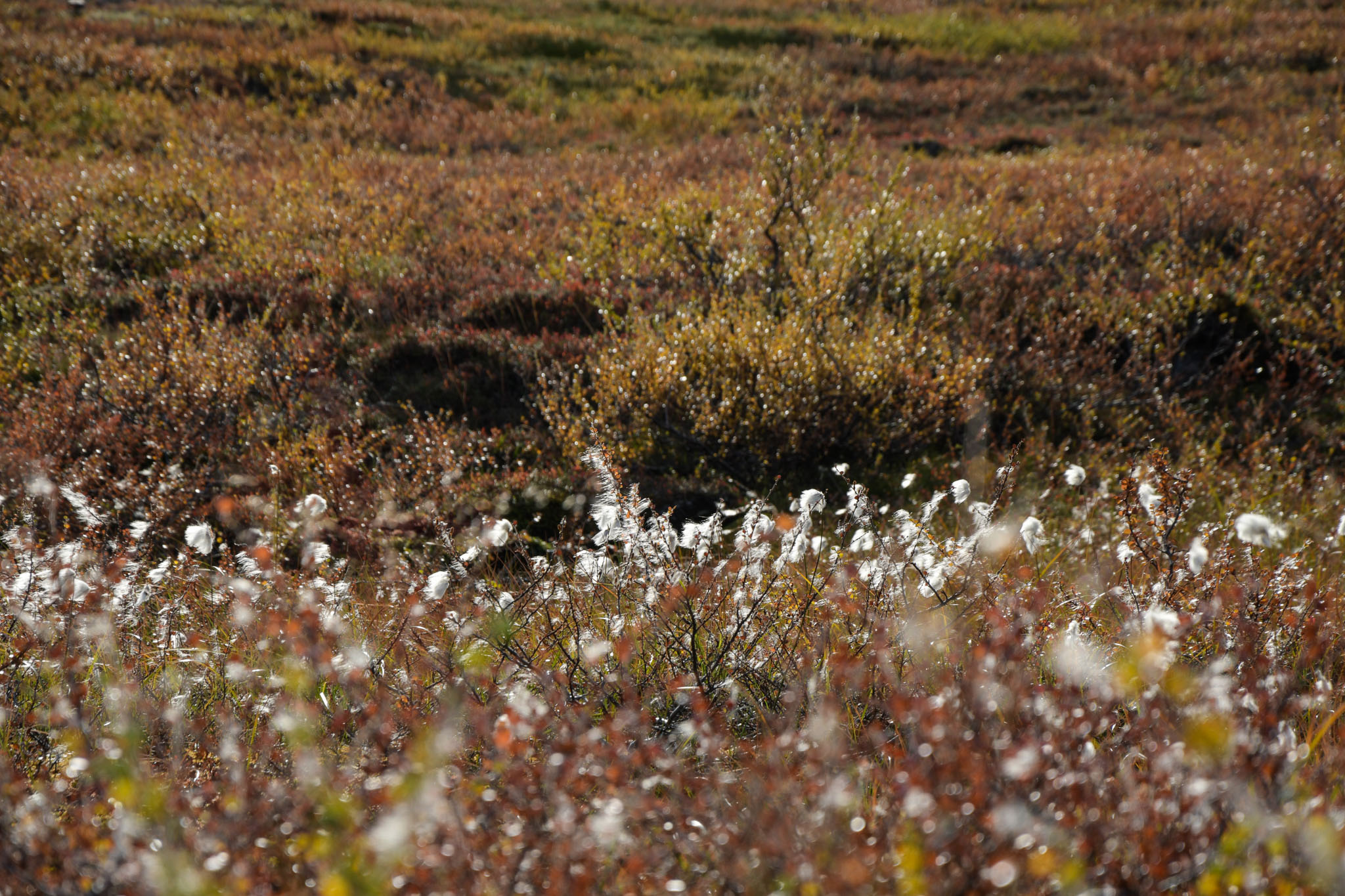 00069_Lapland-sep-2023.jpg