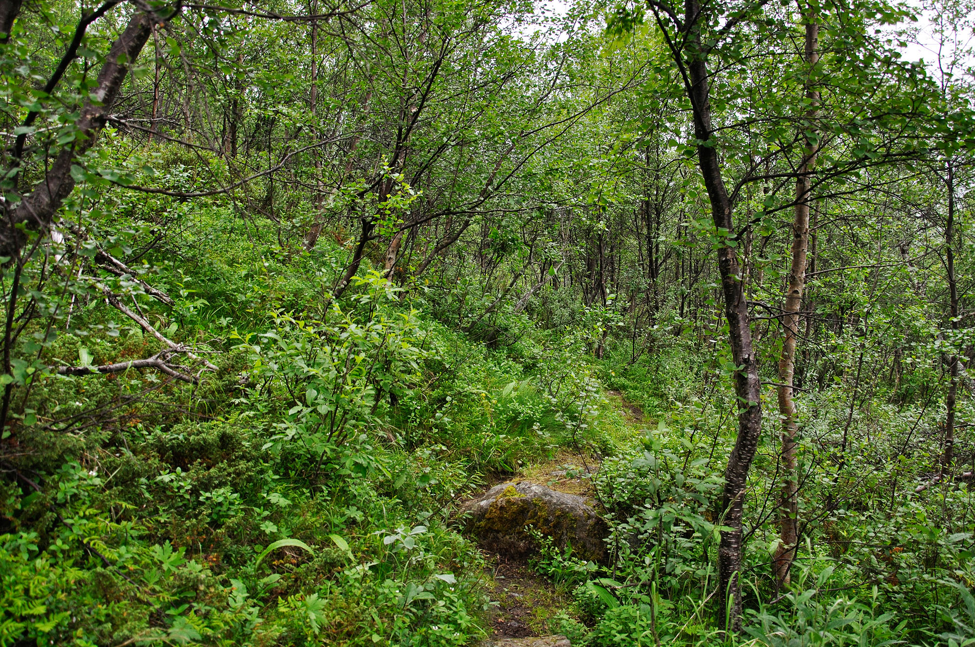 Abisko2010_02150.jpg