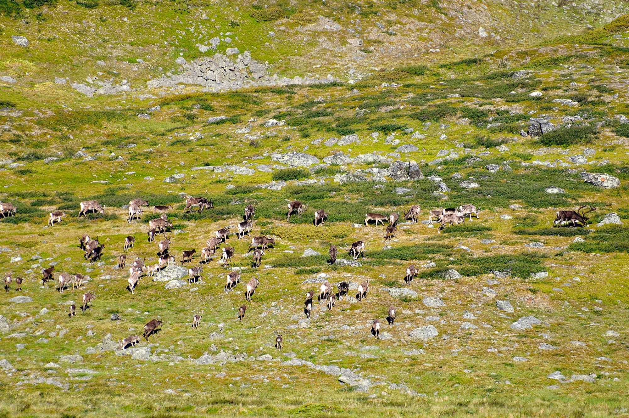 Abisko2010_0218.jpg