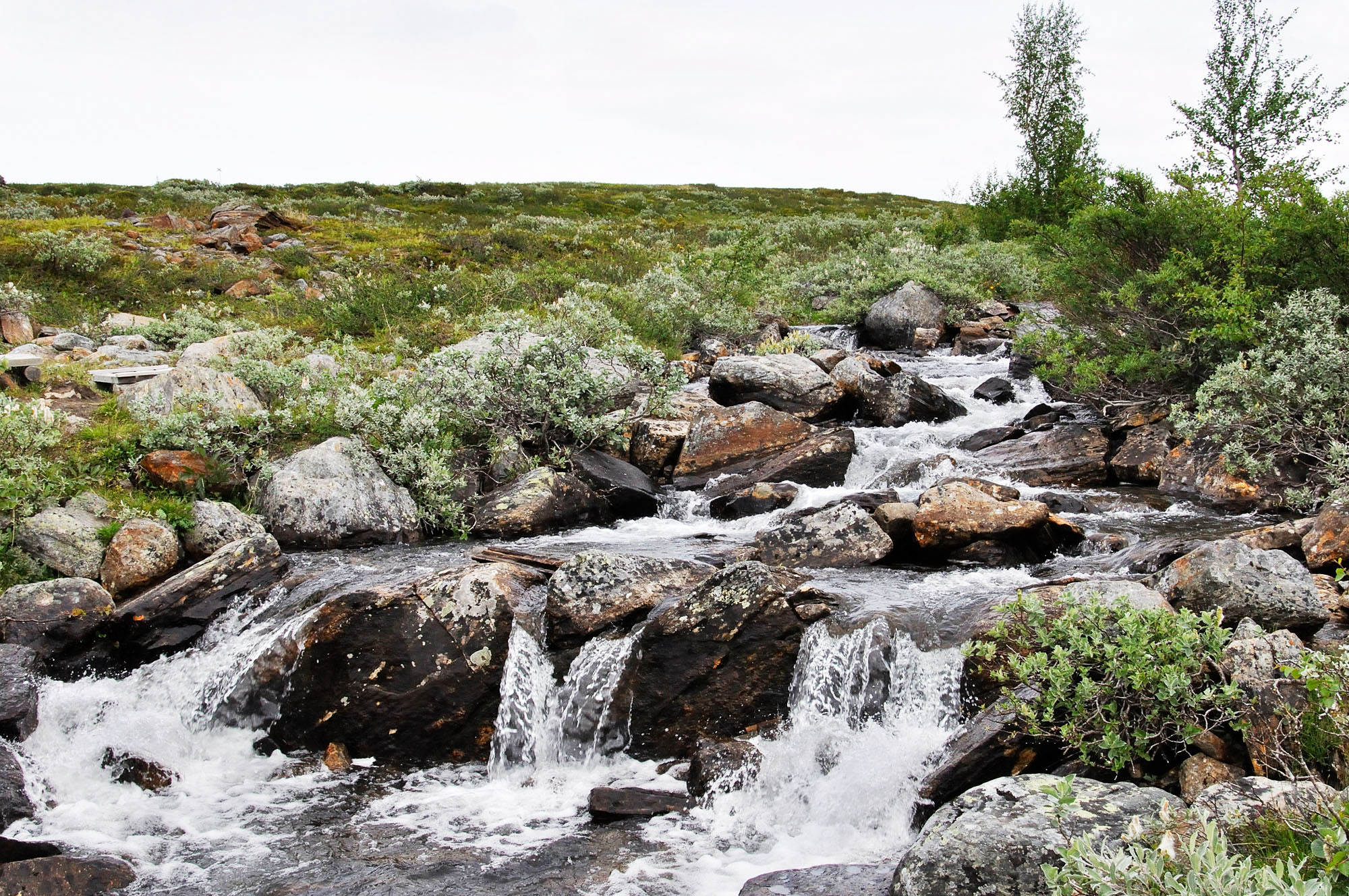 Abisko2010_100.jpg