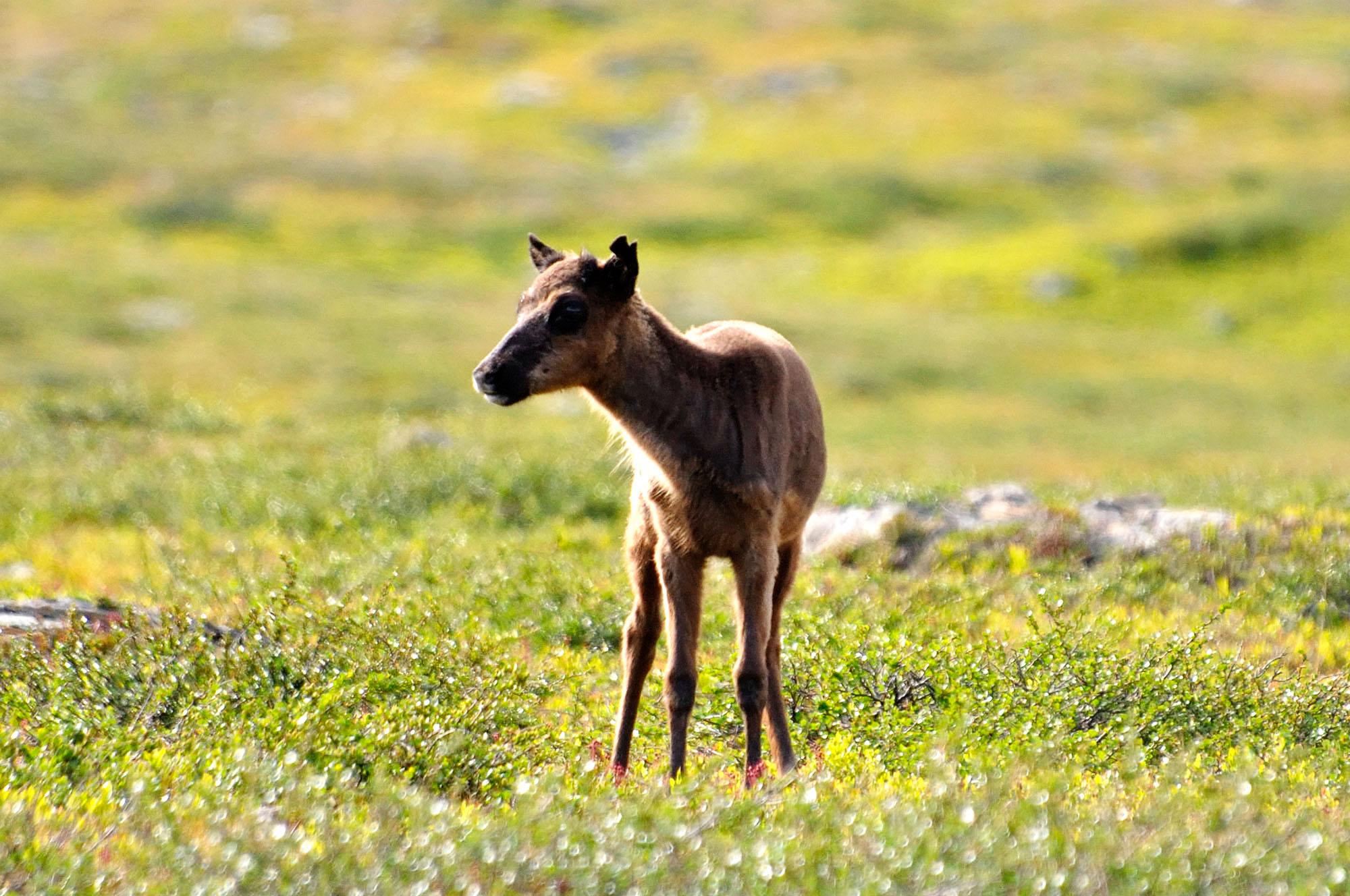 Abisko2010_133.jpg