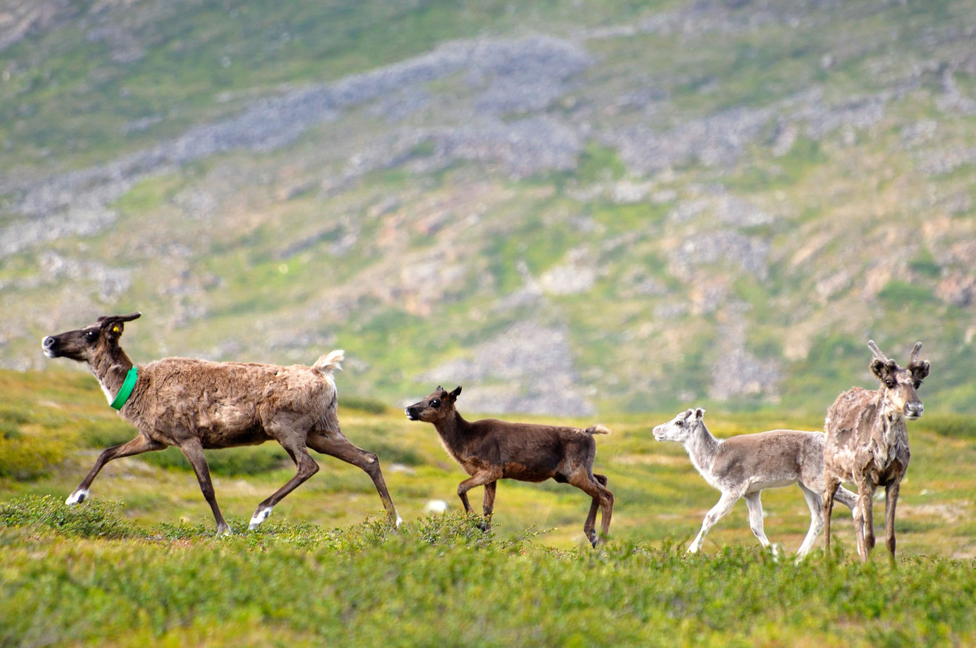 Abisko2010_138.jpg