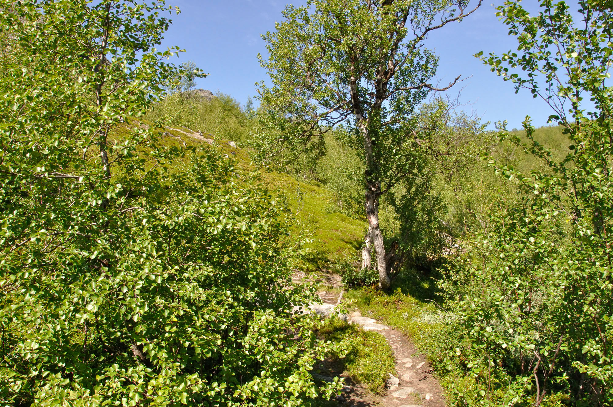 Abisko2010_19.jpg