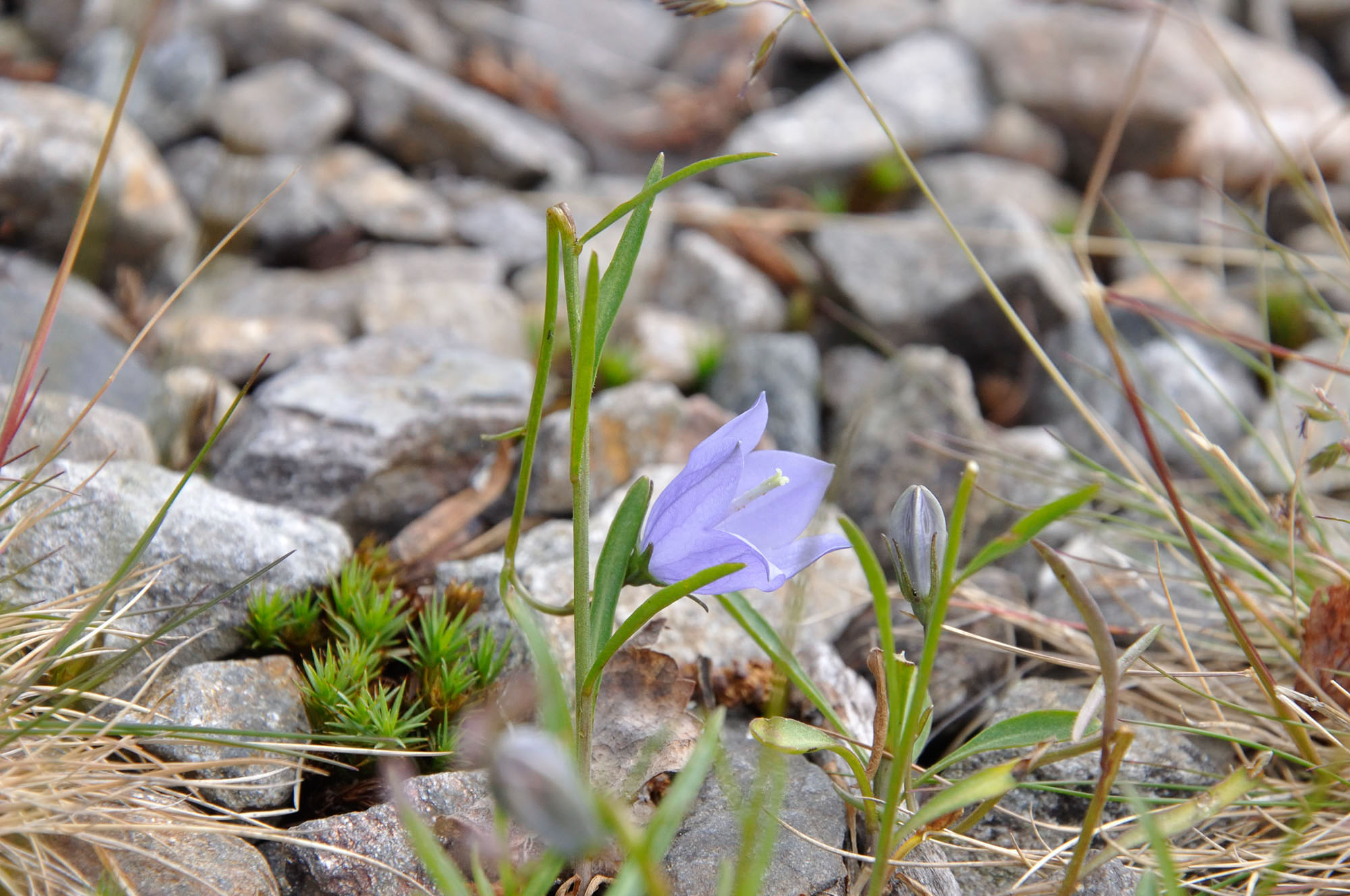 Abisko2010_95.jpg