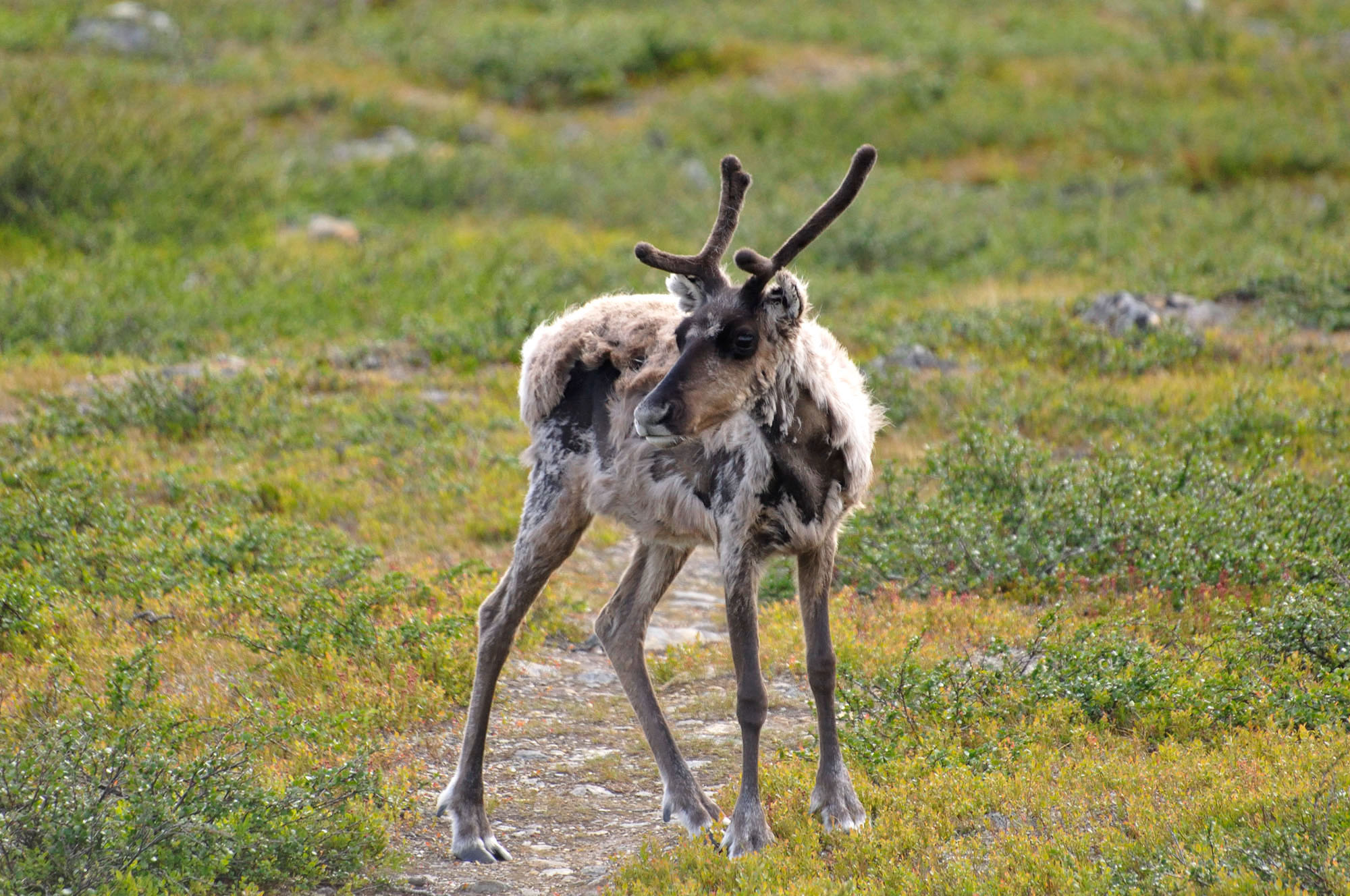 Abisko2010_w01.jpg