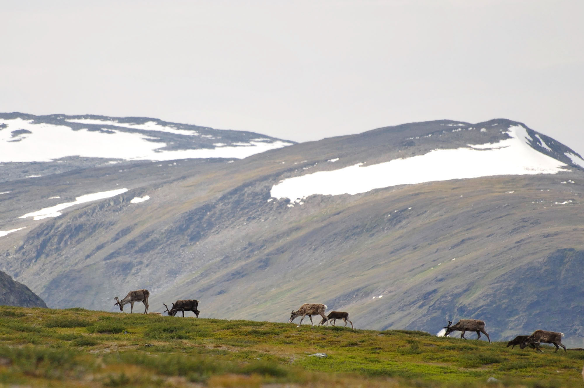 Abisko2010_w03.jpg