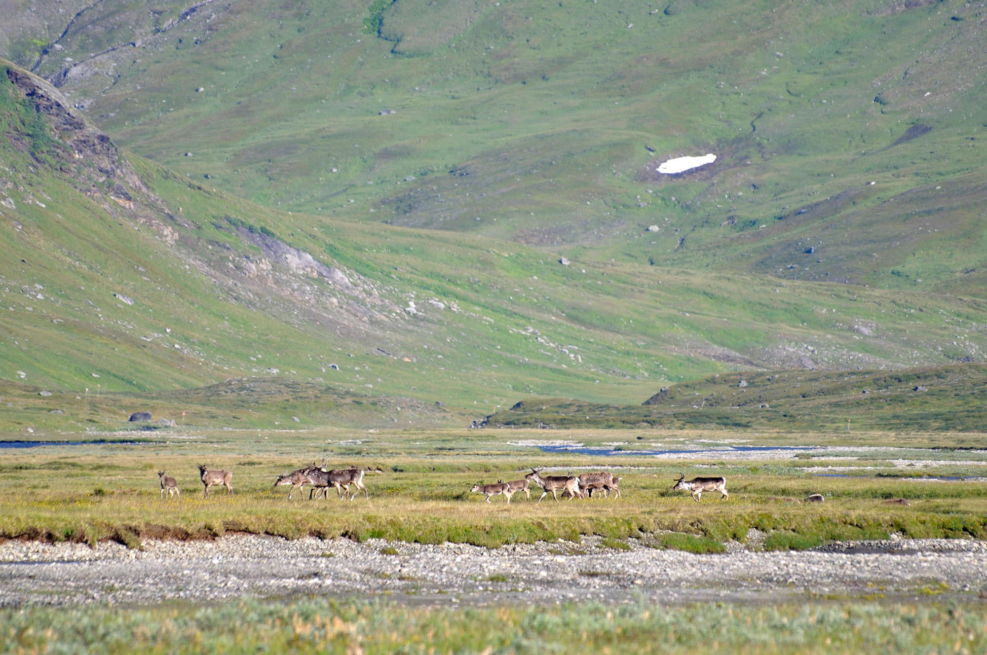 Abisko2010_w10.jpg