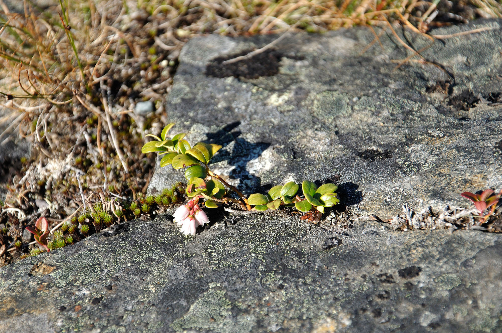 Abisko2010_w11.jpg