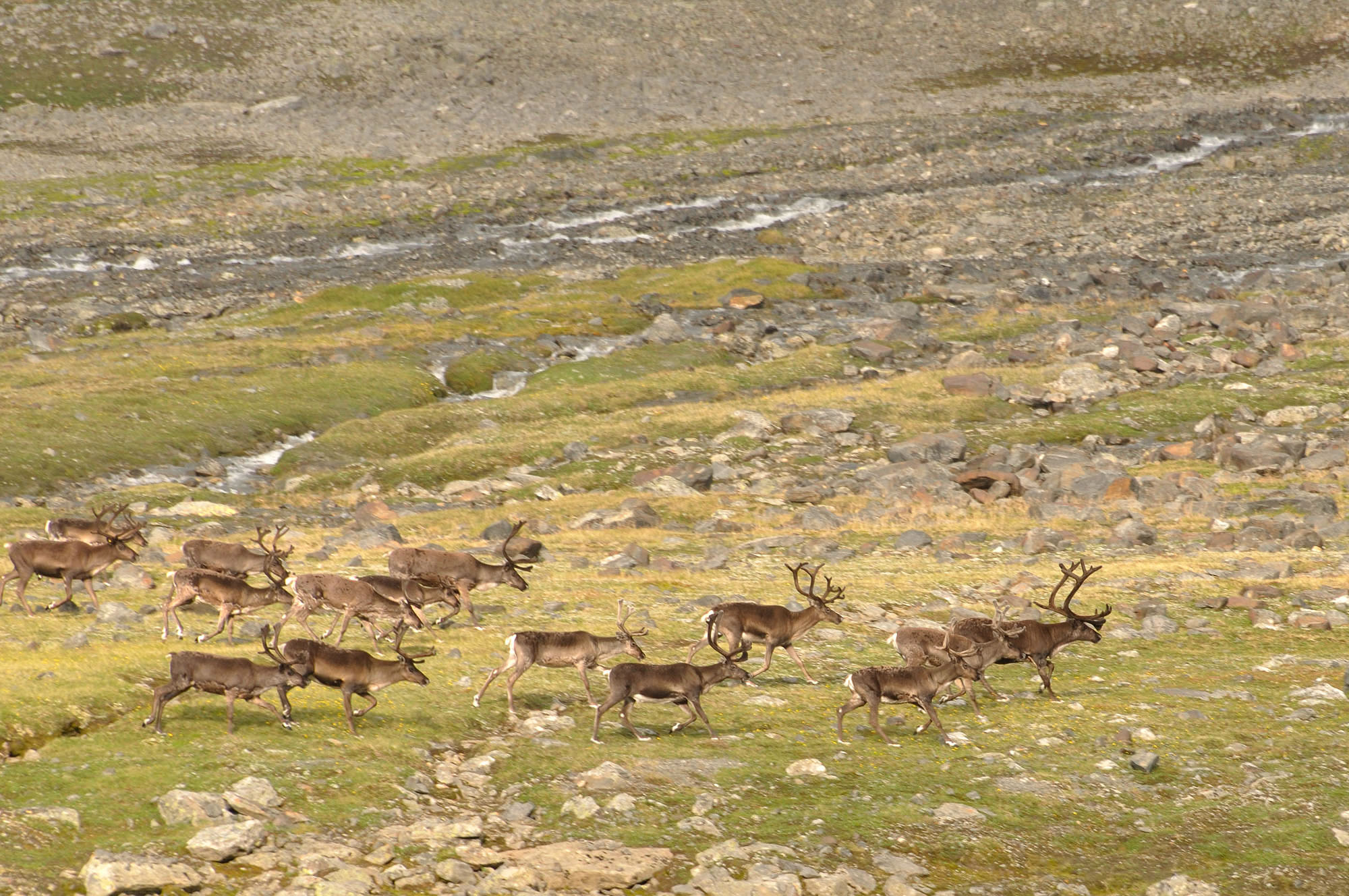 Abisko2010_w23.jpg